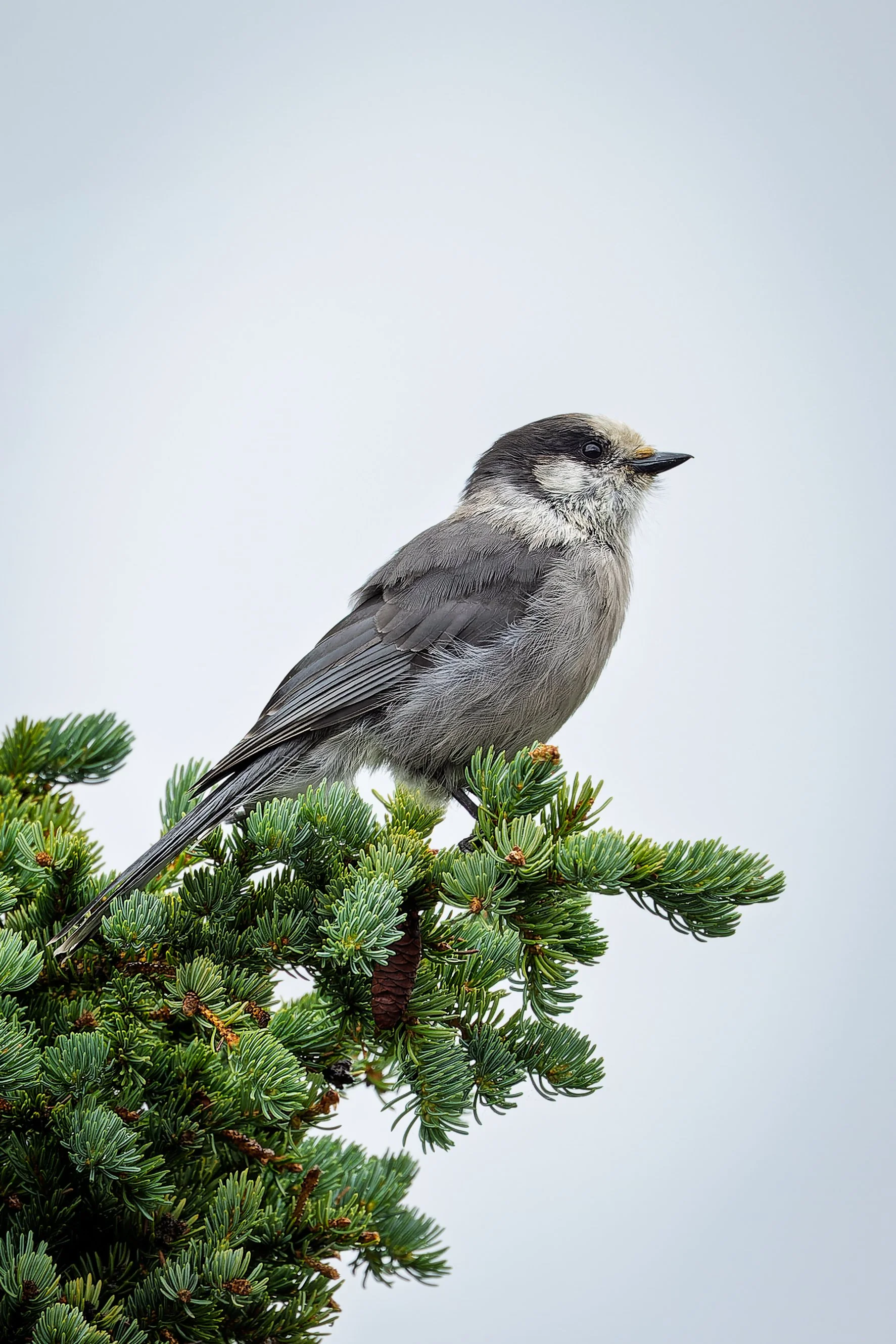 20240706- Denali Highway-9722-CR3_DxO_DeepPRIME.jpg