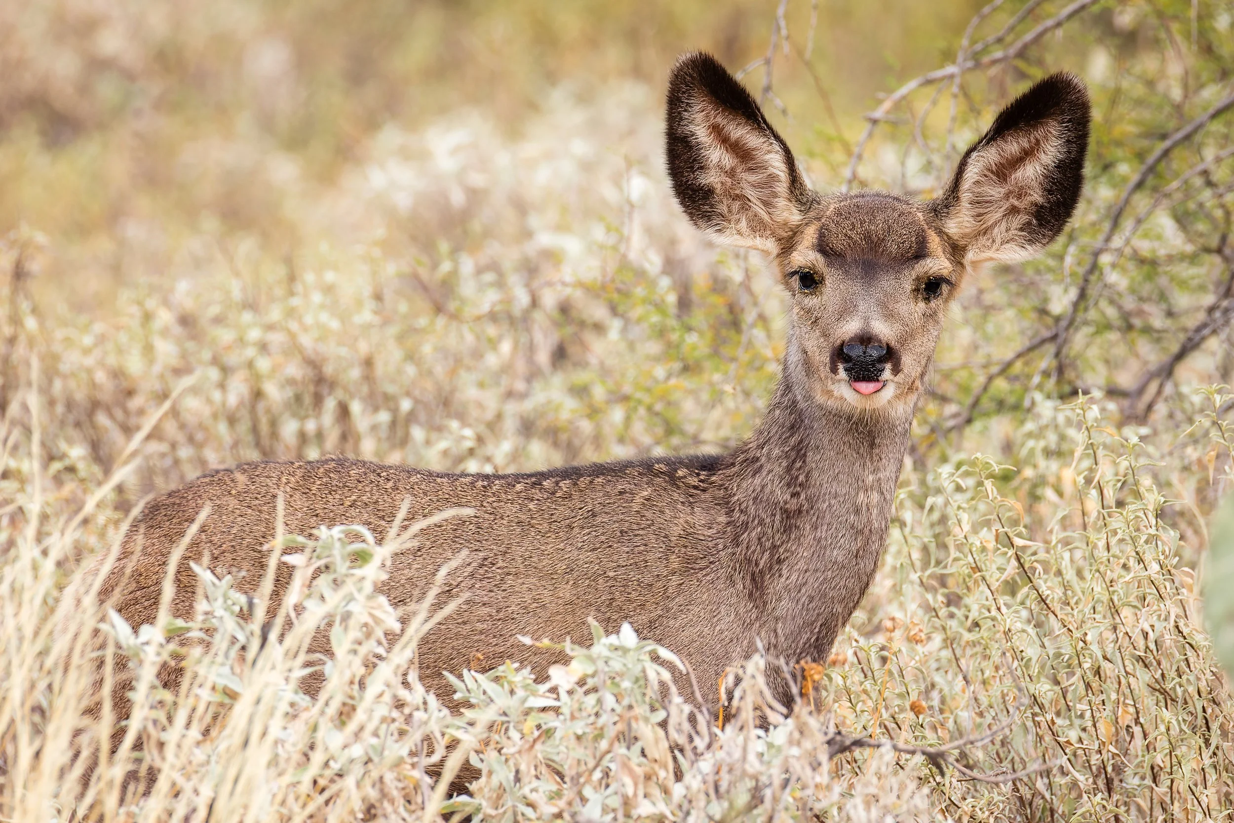 20211117- Mule Deer-7796-CR3_DxO_DeepPRIME.jpg