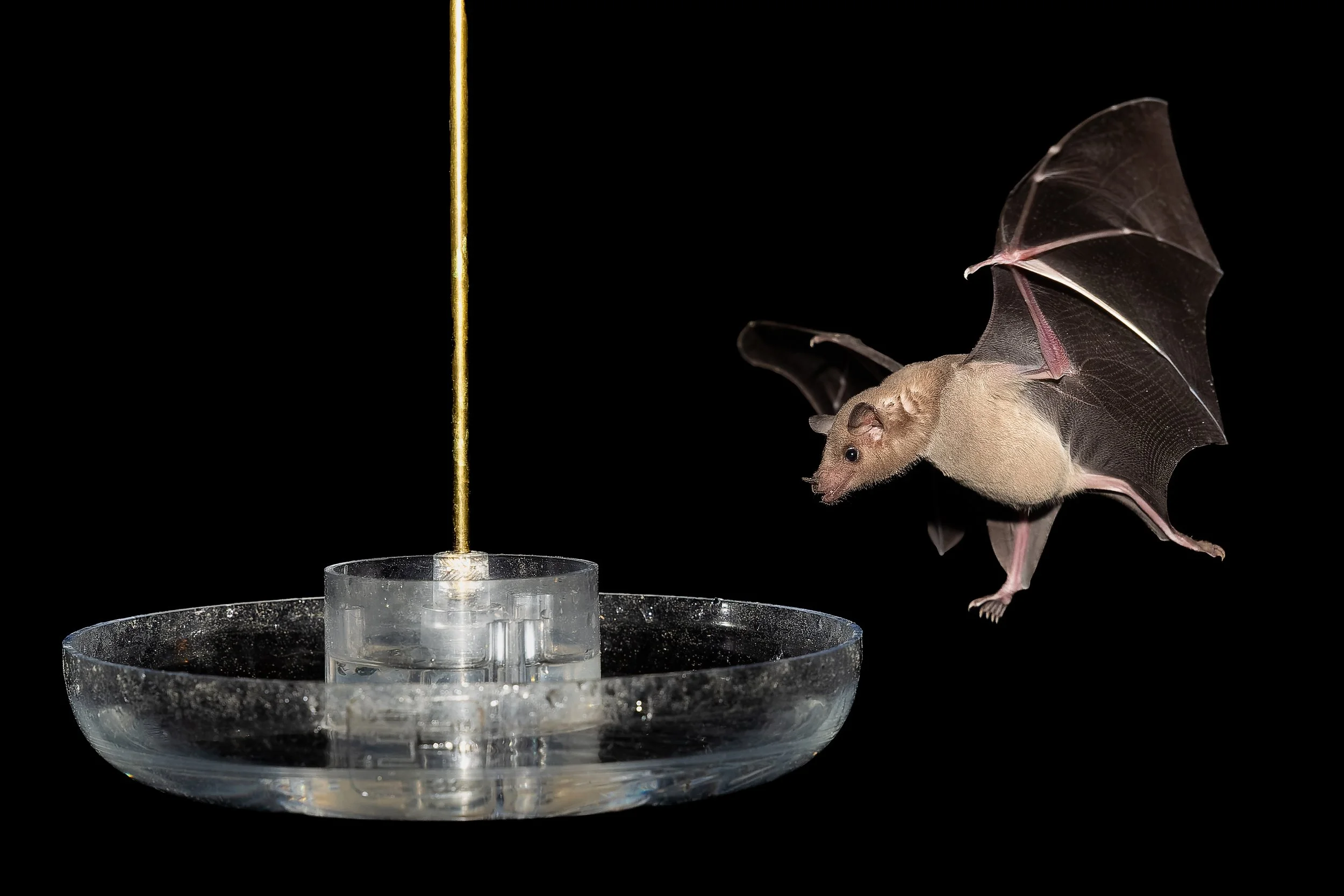 20210903- Bats-6245-CR3_DxO_DeepPRIME.jpg