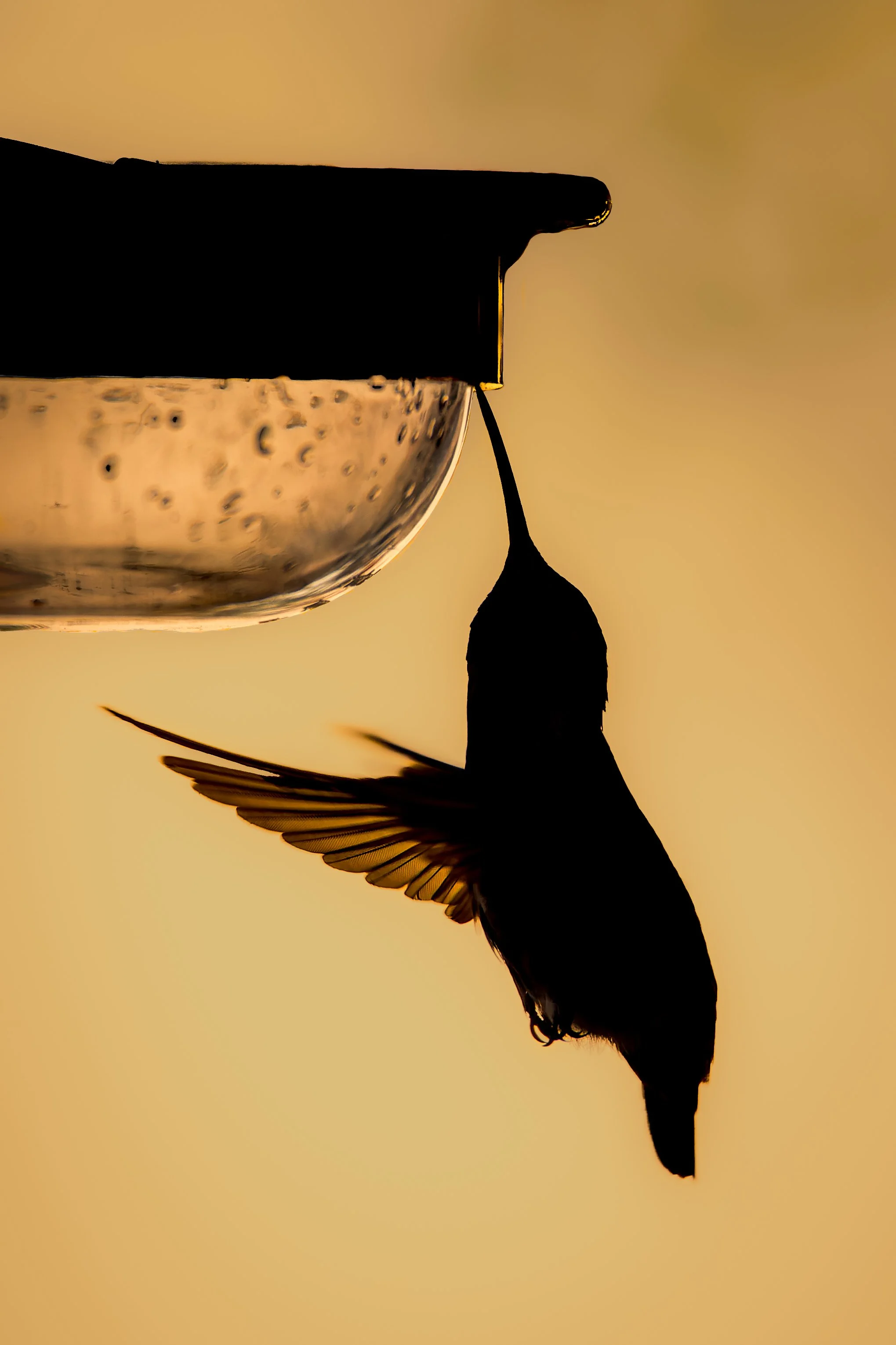 20210829- Annas' Confusion-4964-CR3_DxO_DeepPRIME.jpg