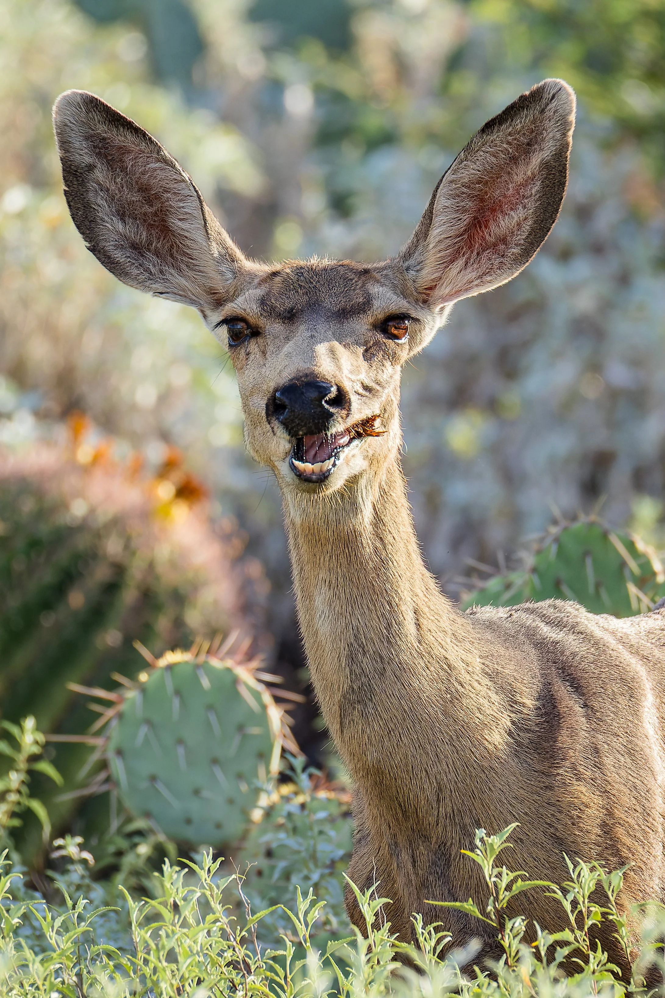 20211008- Desert Friends-9252-CR3_DxO_DeepPRIME.jpg