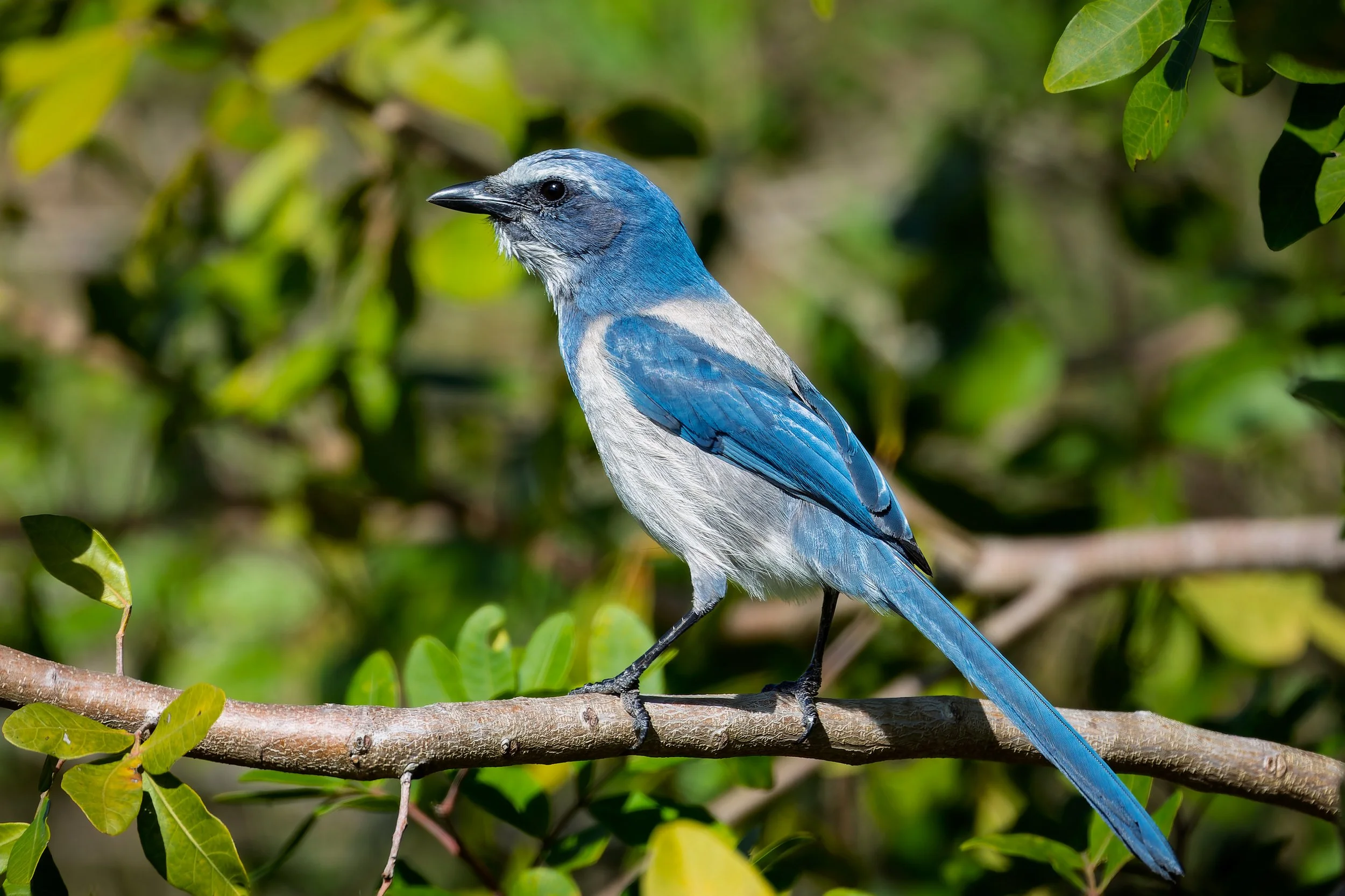 20220119- Merritt Island Scrub Trail-9288-CR3_DxO_DeepPRIME.jpg