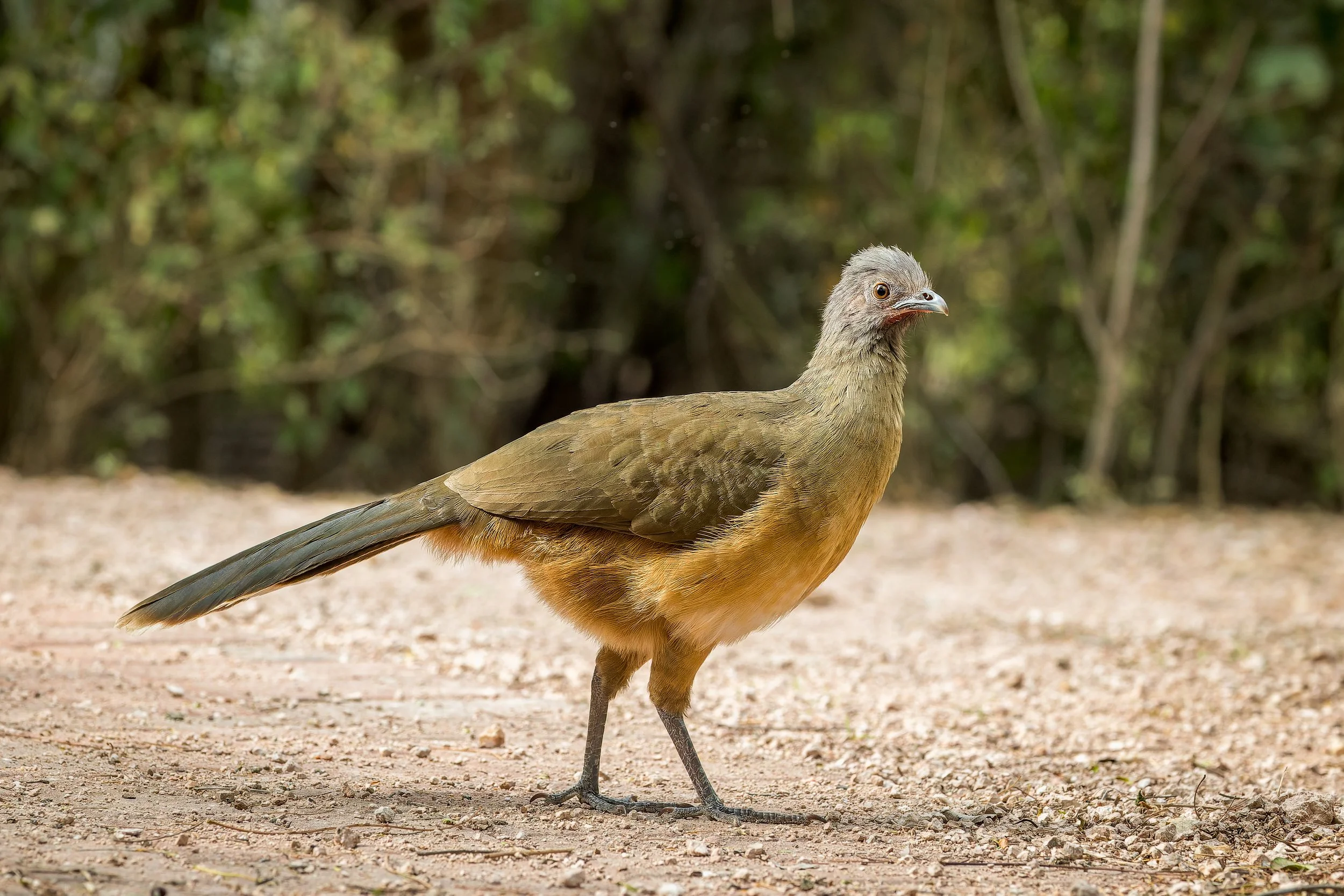 20250101- National Butterfly Center-7738-CR3_DxO_DeepPRIME.jpg