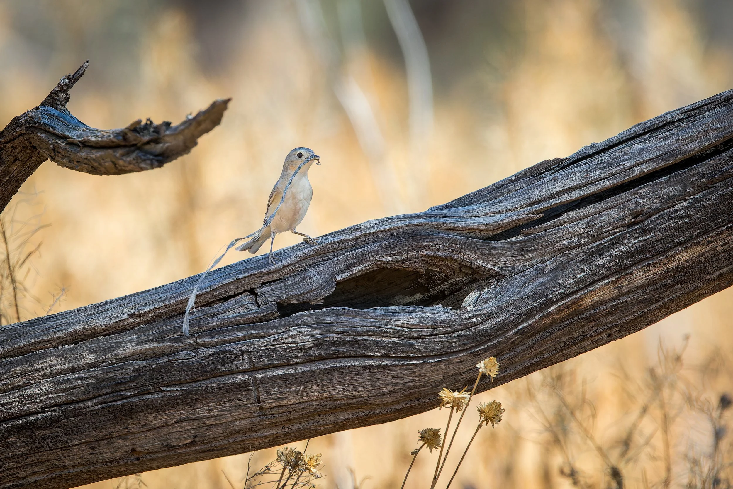 20260405- Isabelle Lee Preserve-4511-CR3_DxO_DeepPRIME.jpg