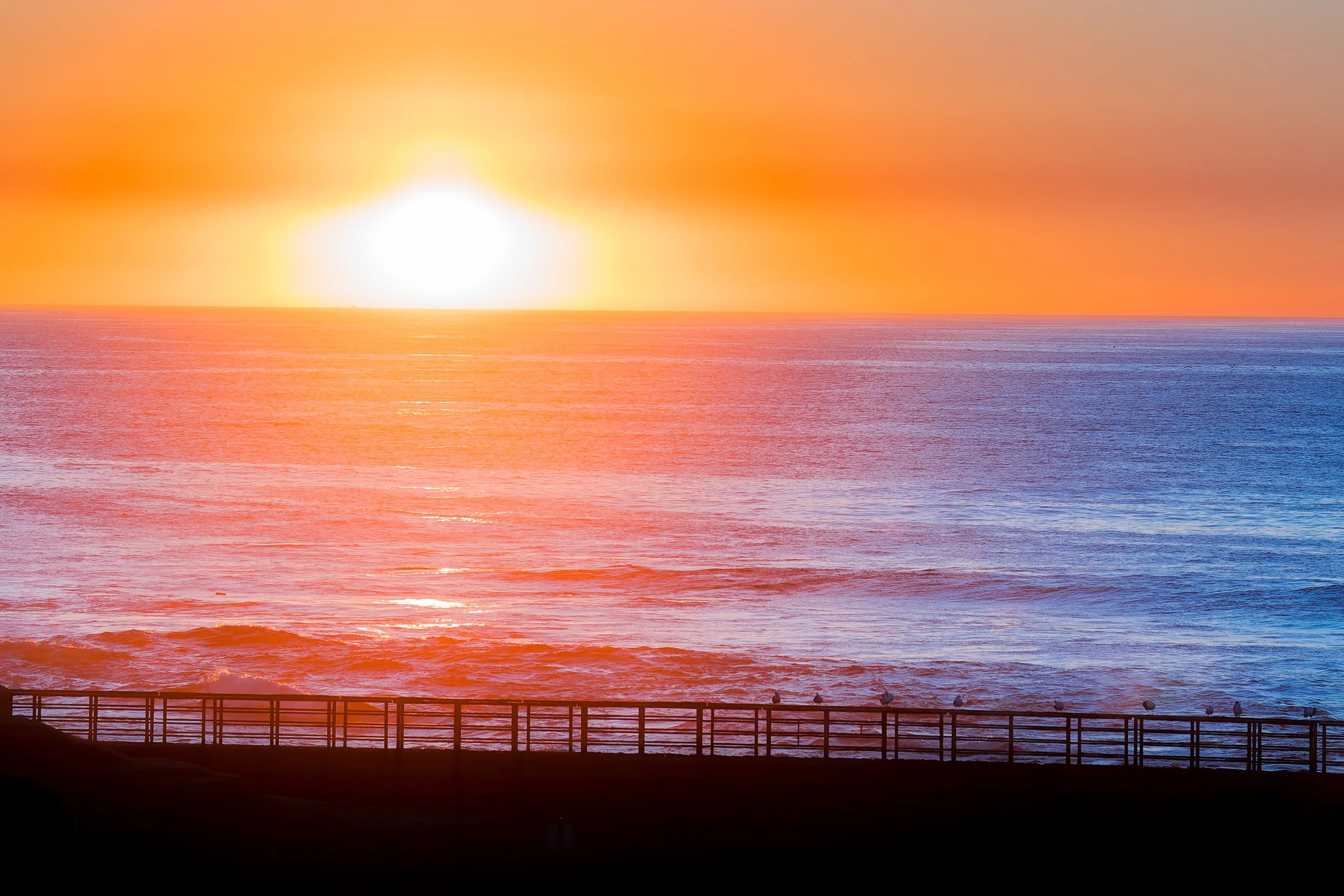 20211028- La Jolla Children's Pool-5662-CR3_DxO_DeepPRIME.jpg