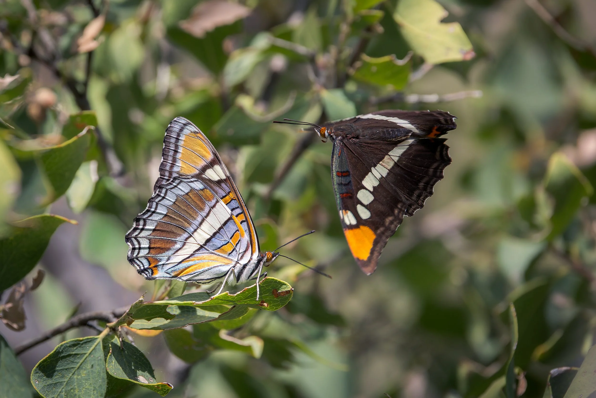 20260524- Madera Canyon and Josephine Saddle-3083-CR3_DxO_DeepPRIMEXD.jpg