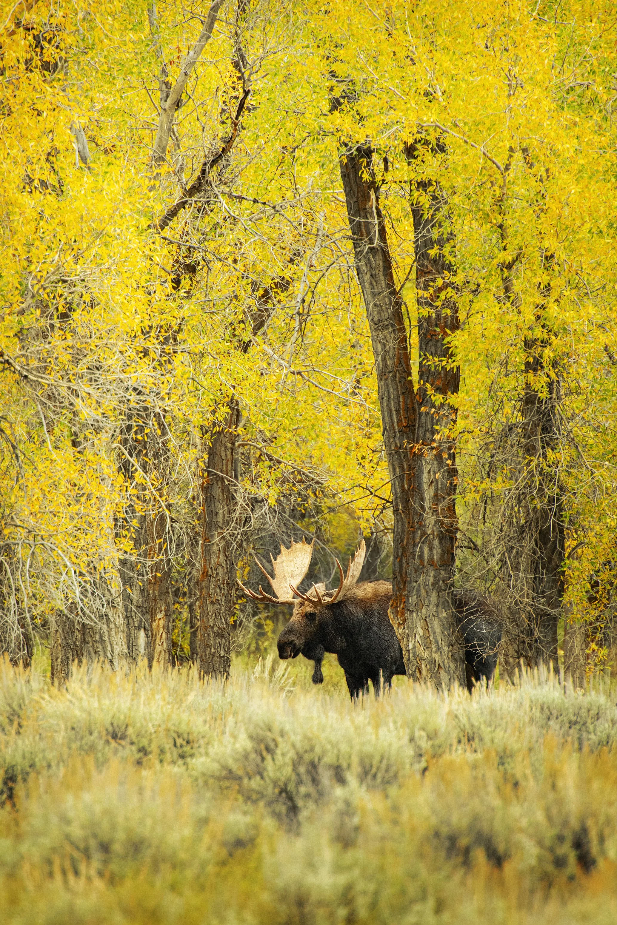 Bull Moose in Fall Colors.jpg