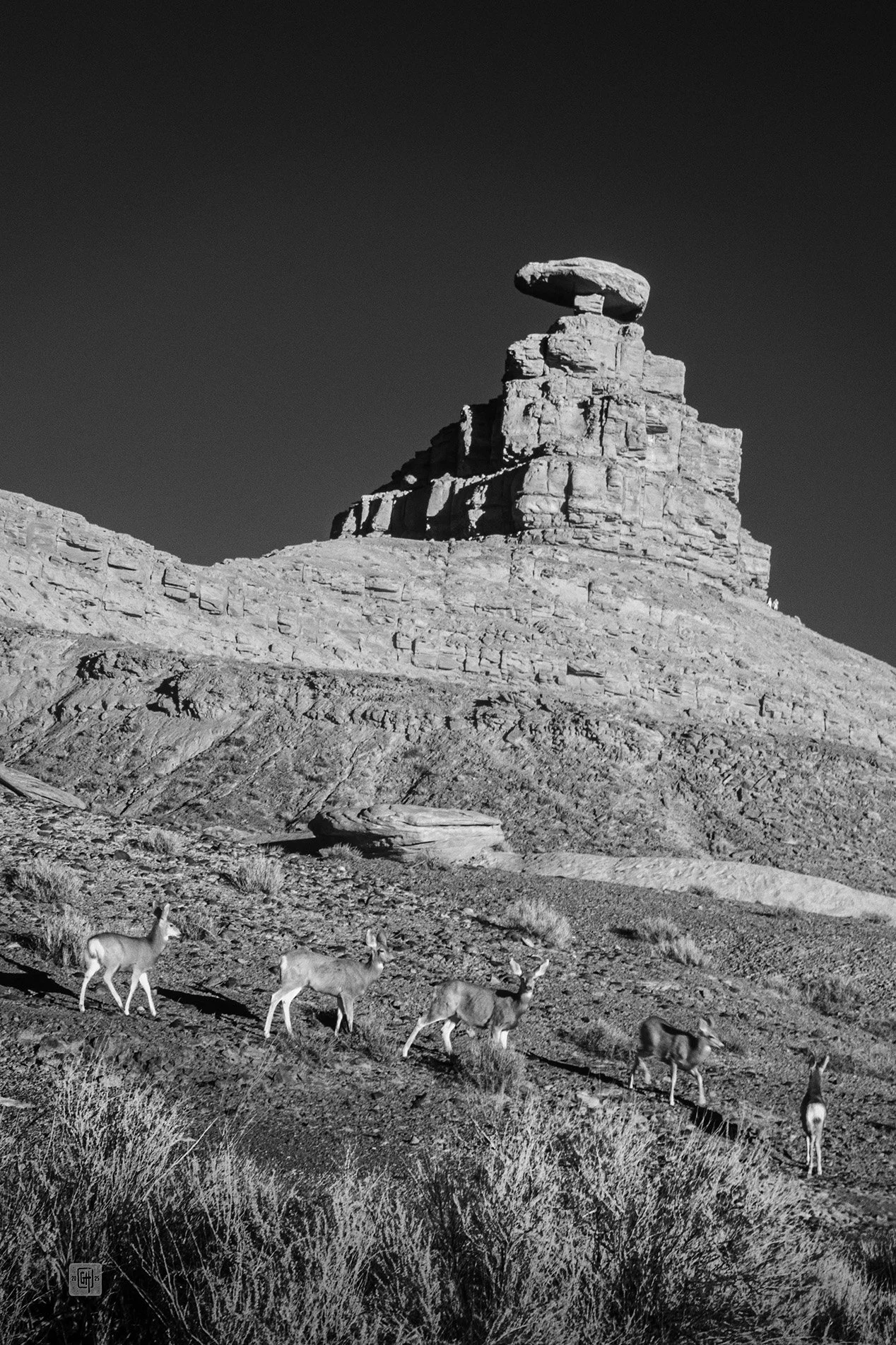 Deer at Mexican Hat butte sml.jpg