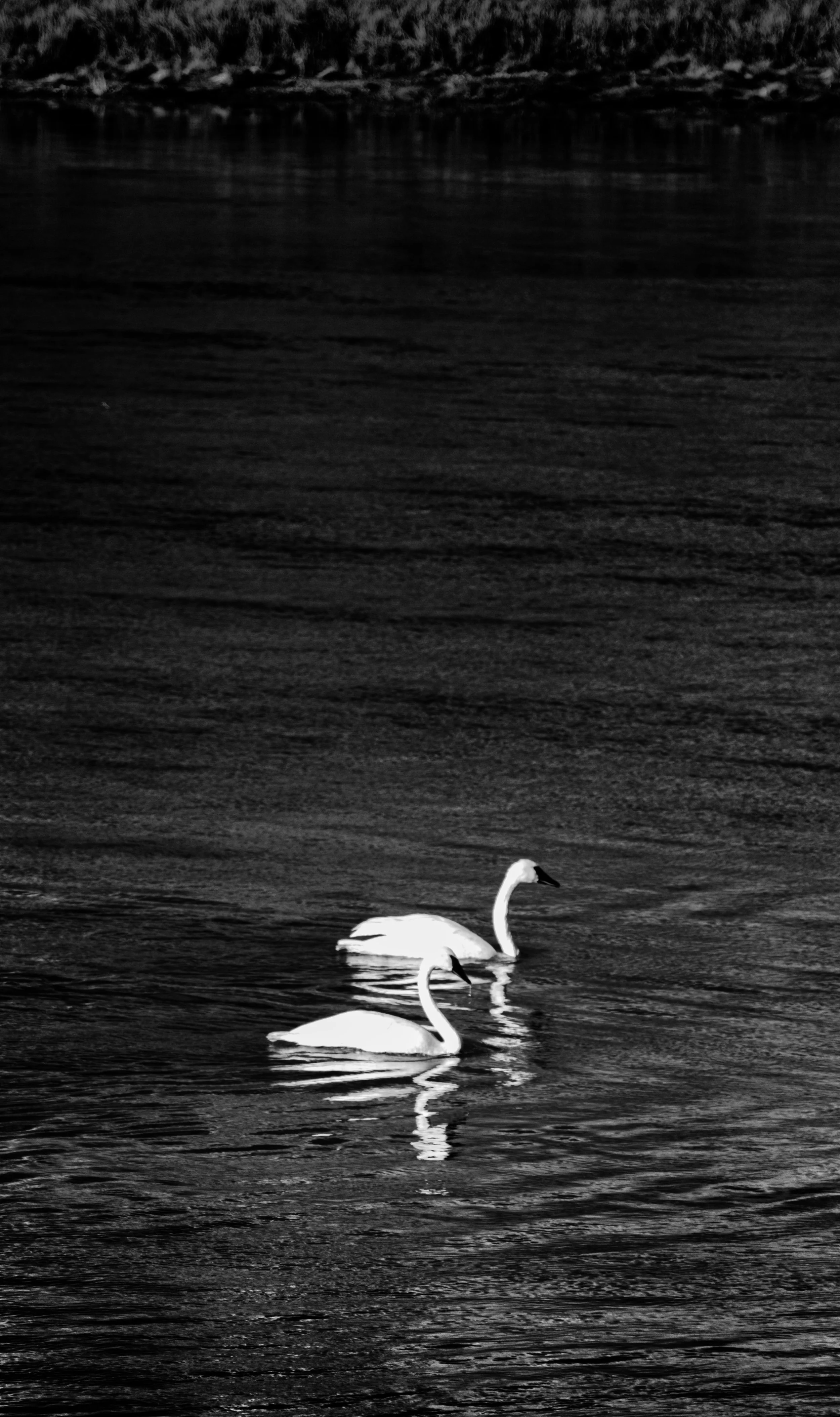 Swans on the Yellowstone River.jpg
