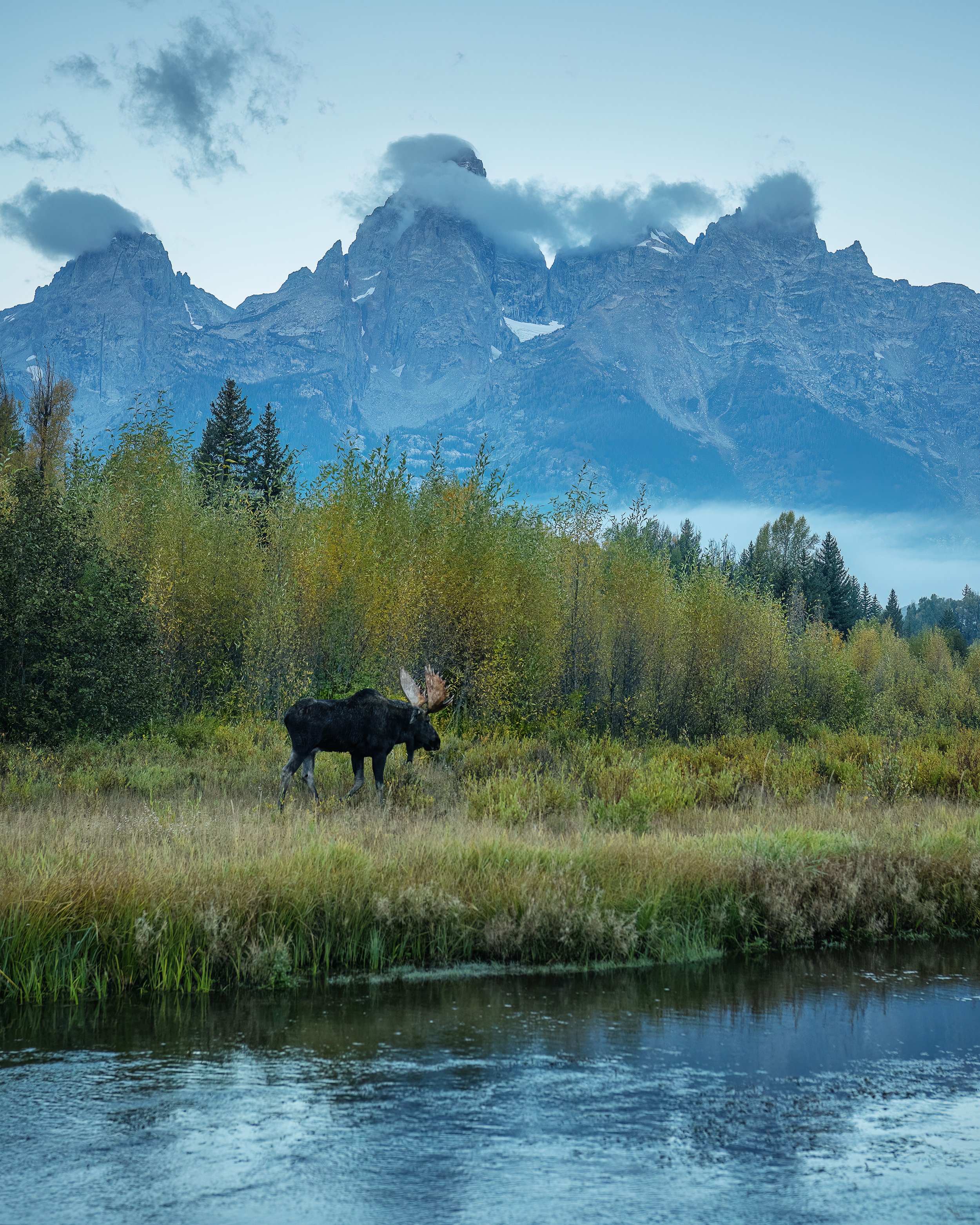 The Morning Moose.jpg