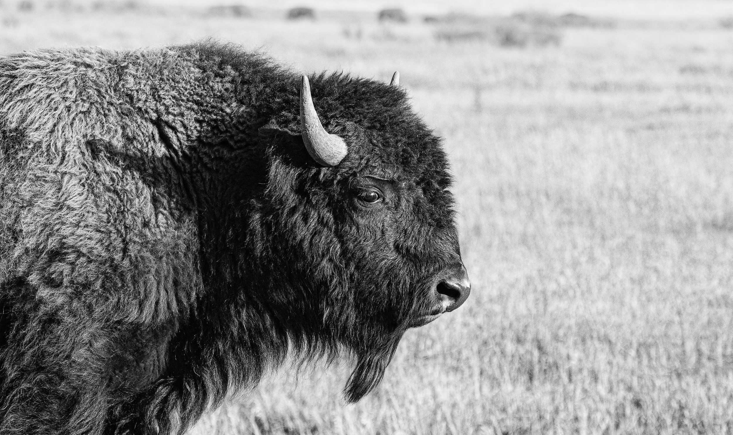 Bison in the Grand Tetons.jpg