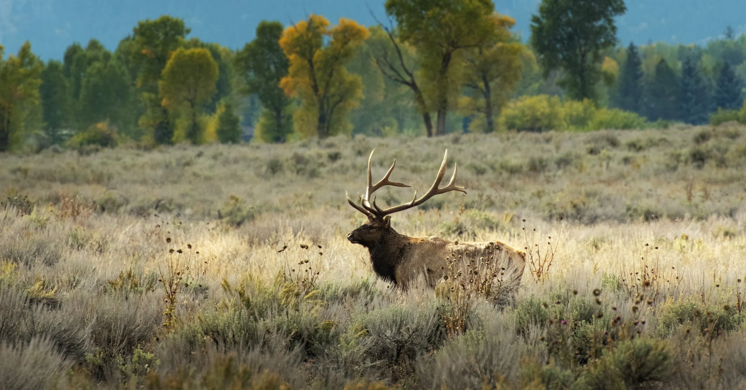 Bull Elk in Jackson Hole.jpg