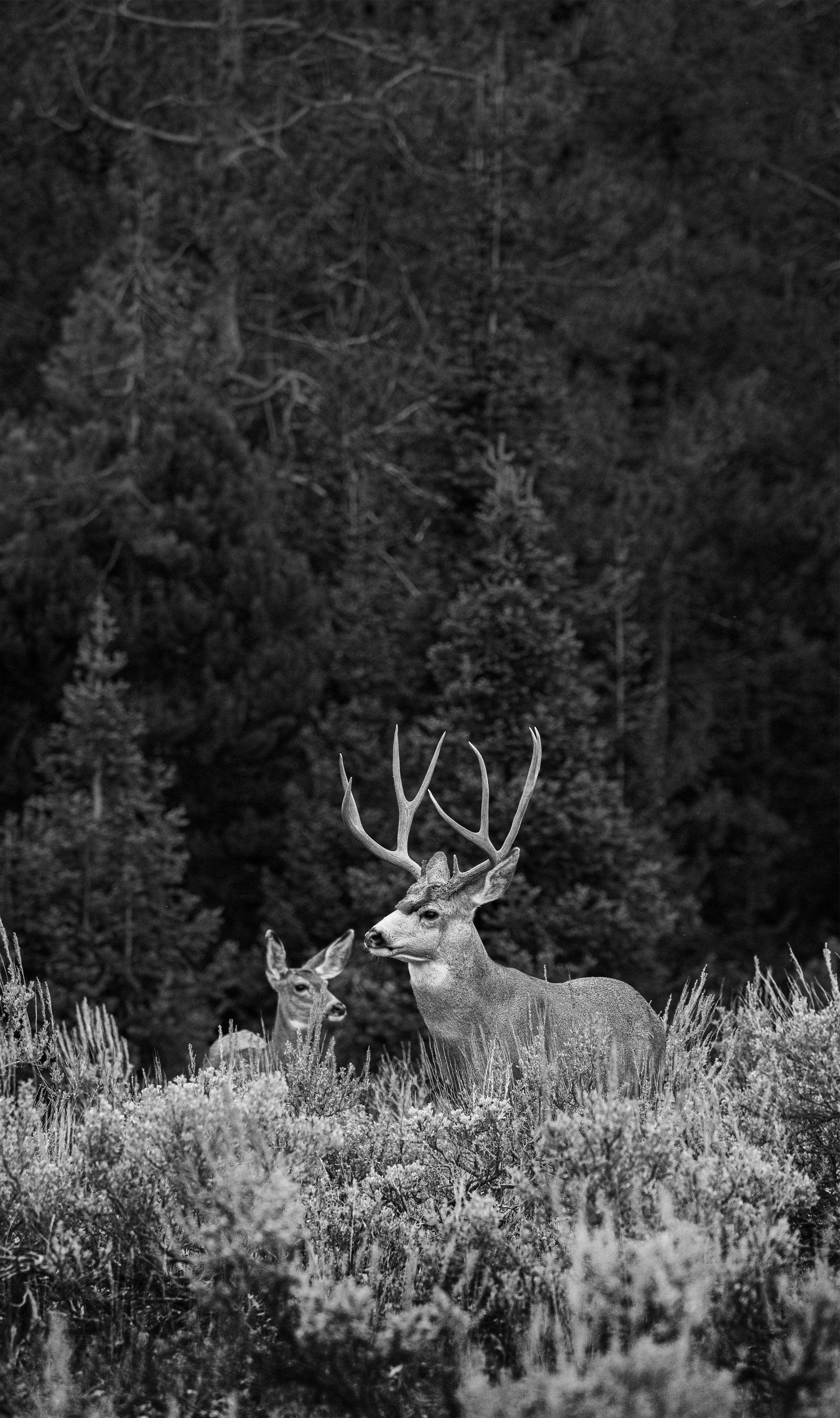 Dear Pair in Yellowstone.jpg