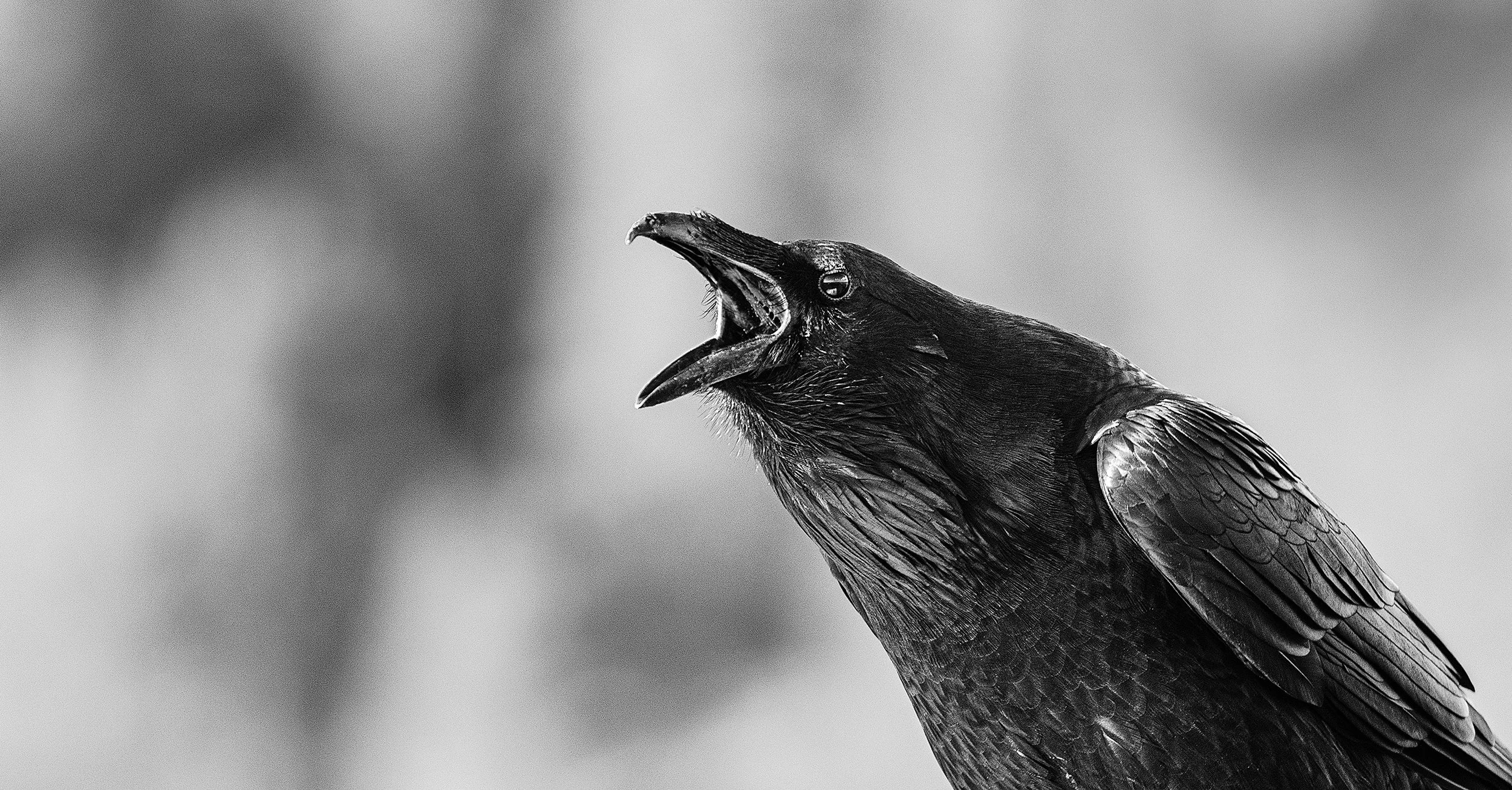 Cawing Crow.jpg