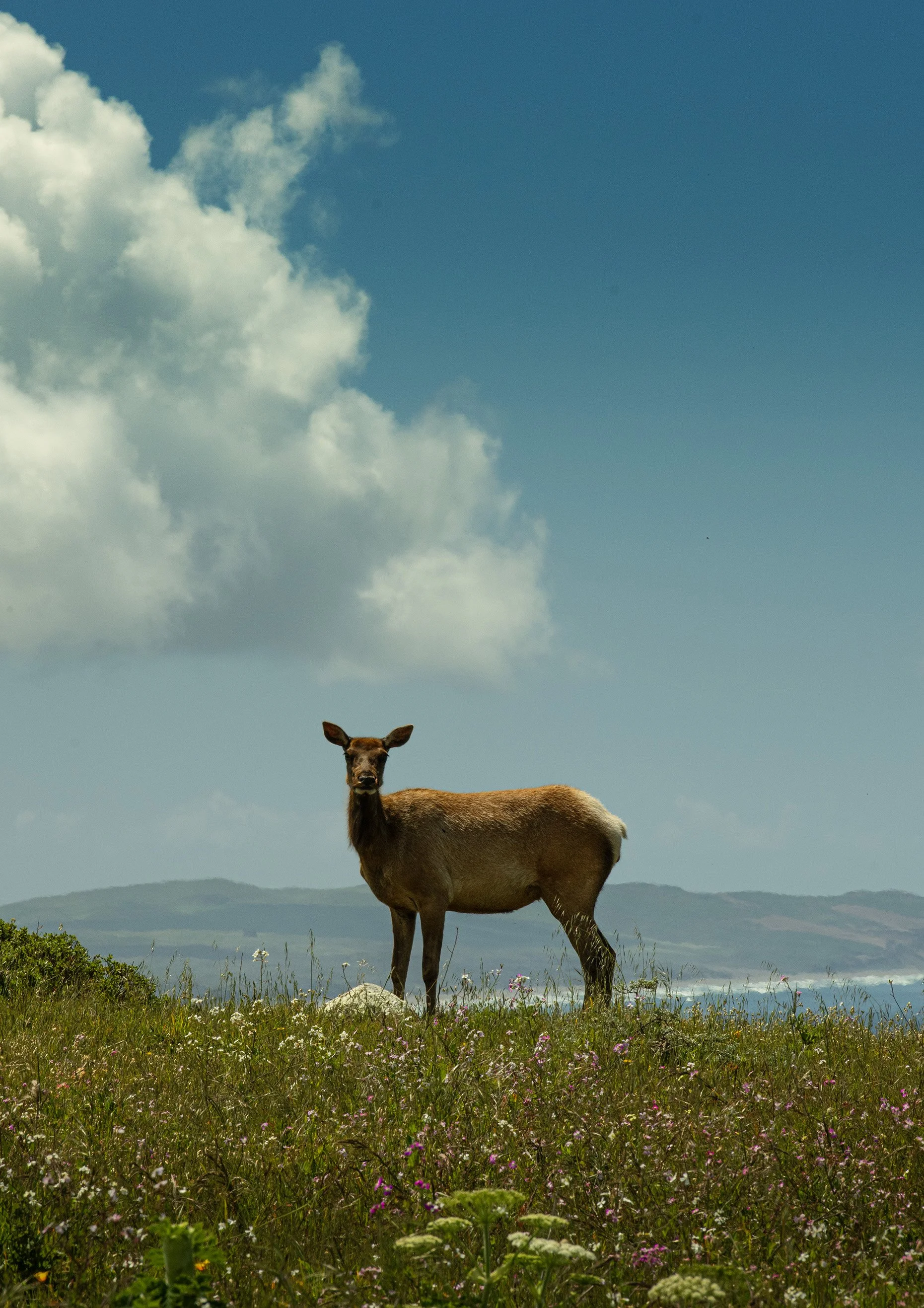 Thule Elk at Point Reyes CA sml.jpg