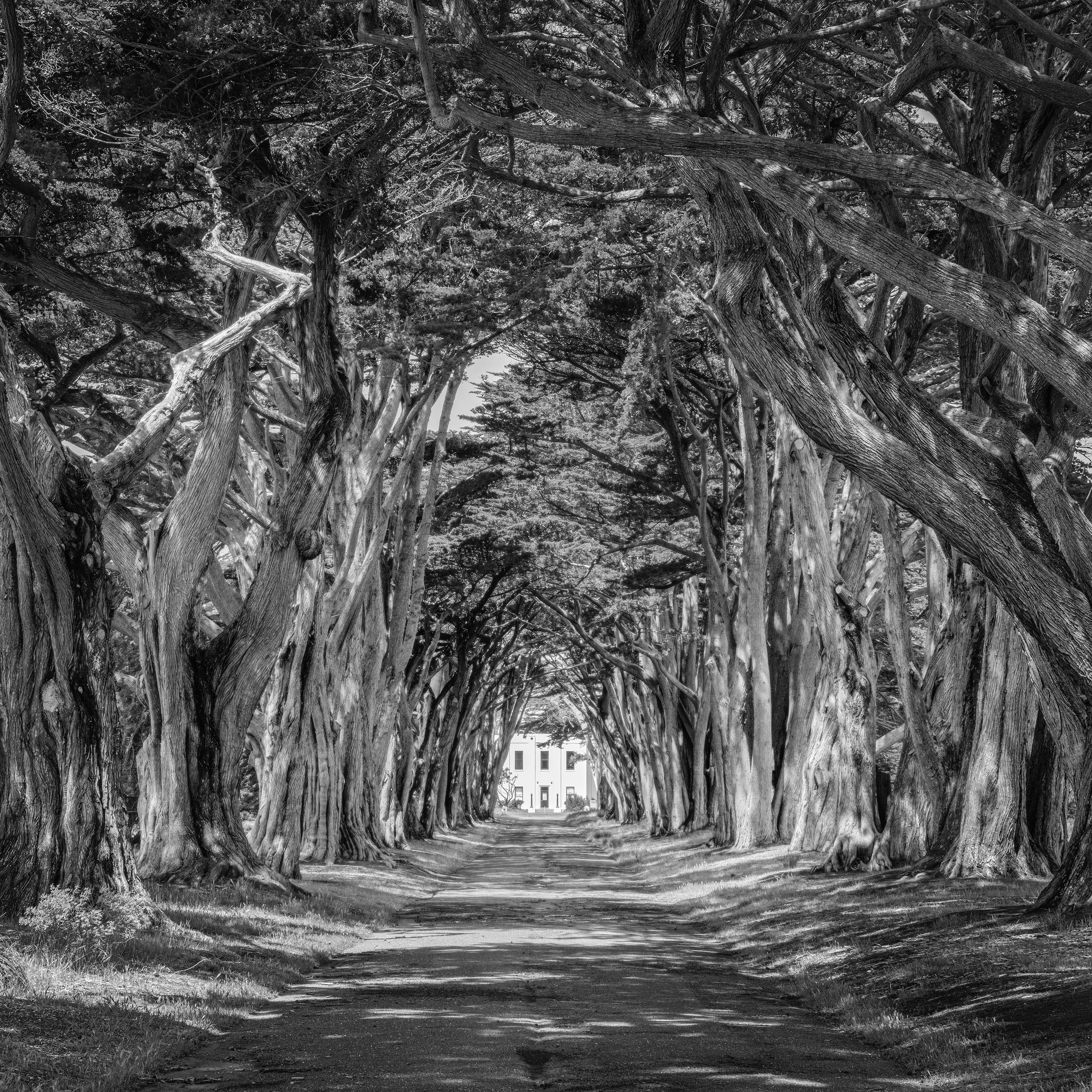 Cypress Tree tunnel sml.jpg