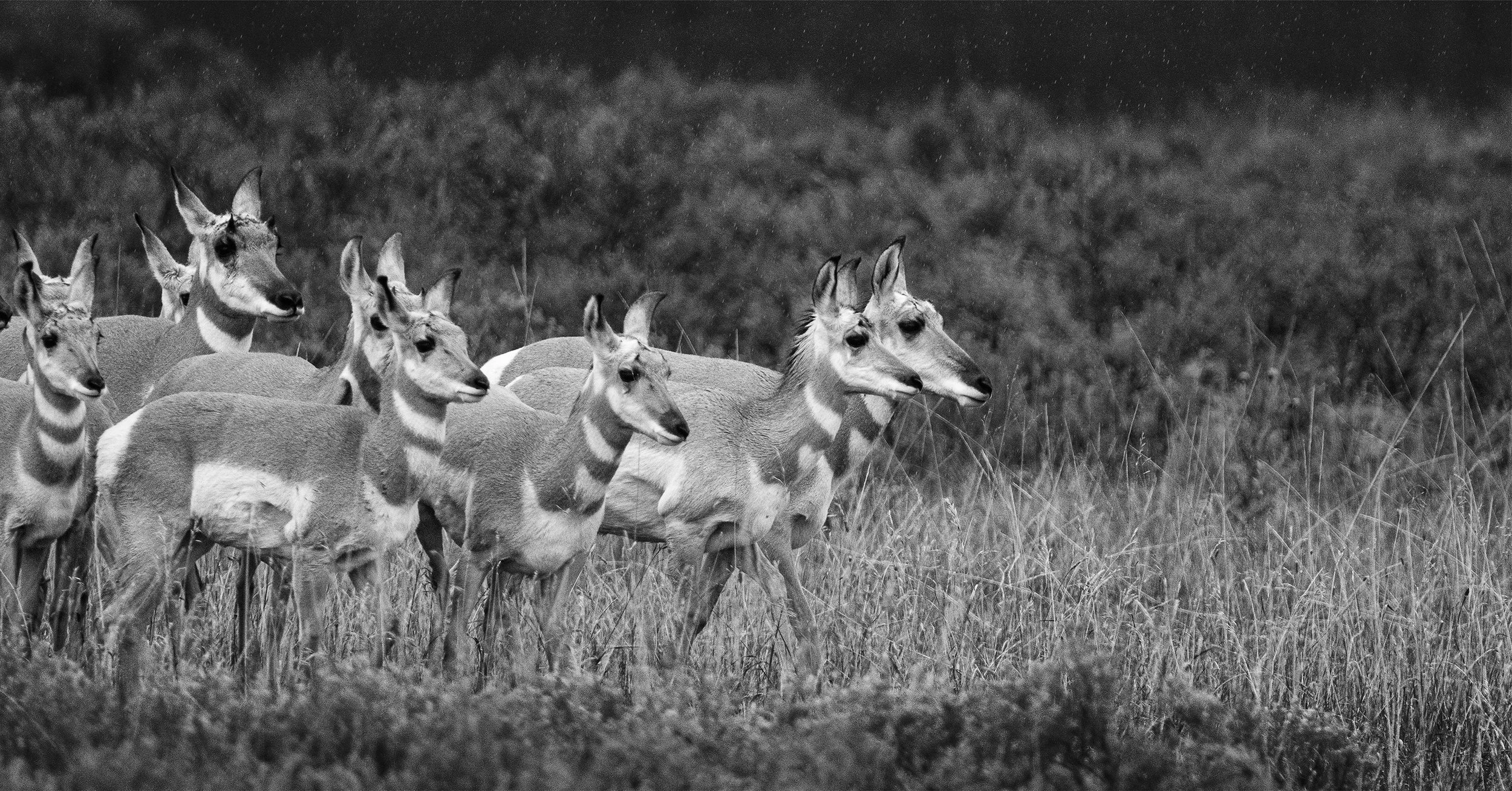A Harem of Pronghorns.jpg