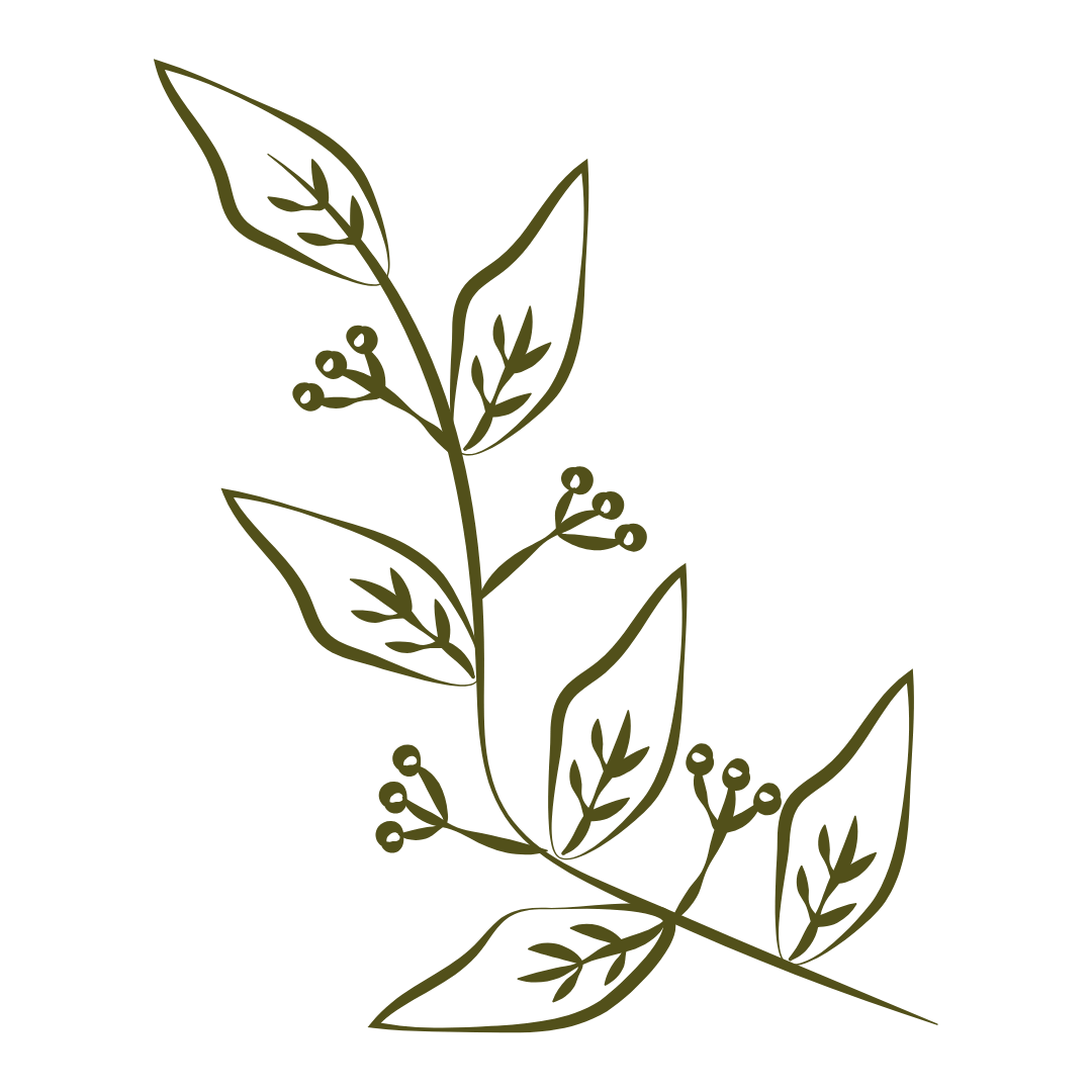 Plant-illustration