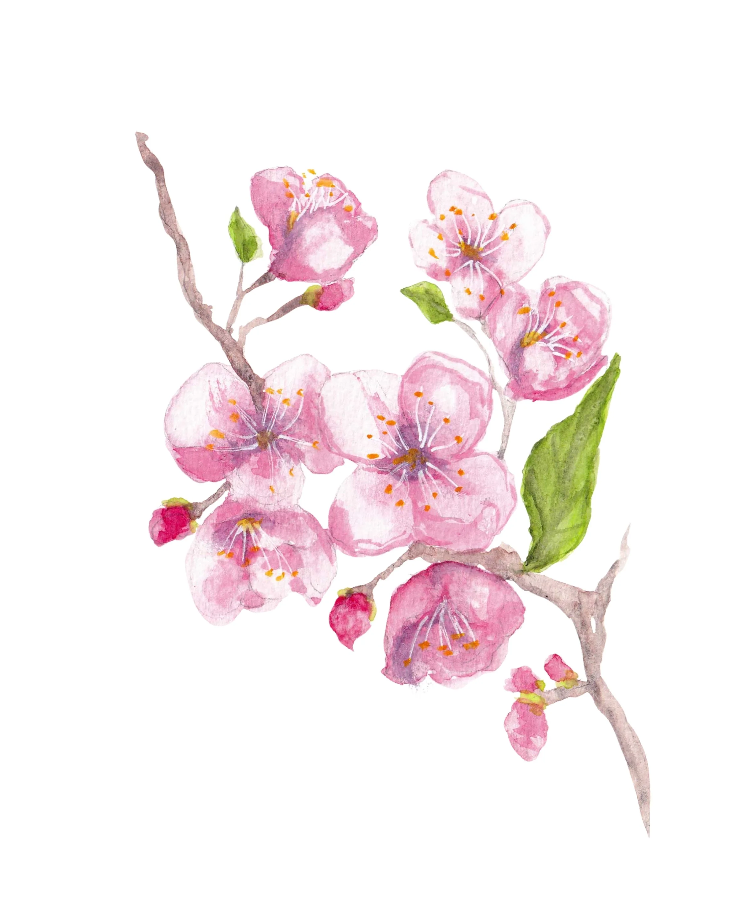 Cherry Blossoms Print 8 x 10 in.jpg