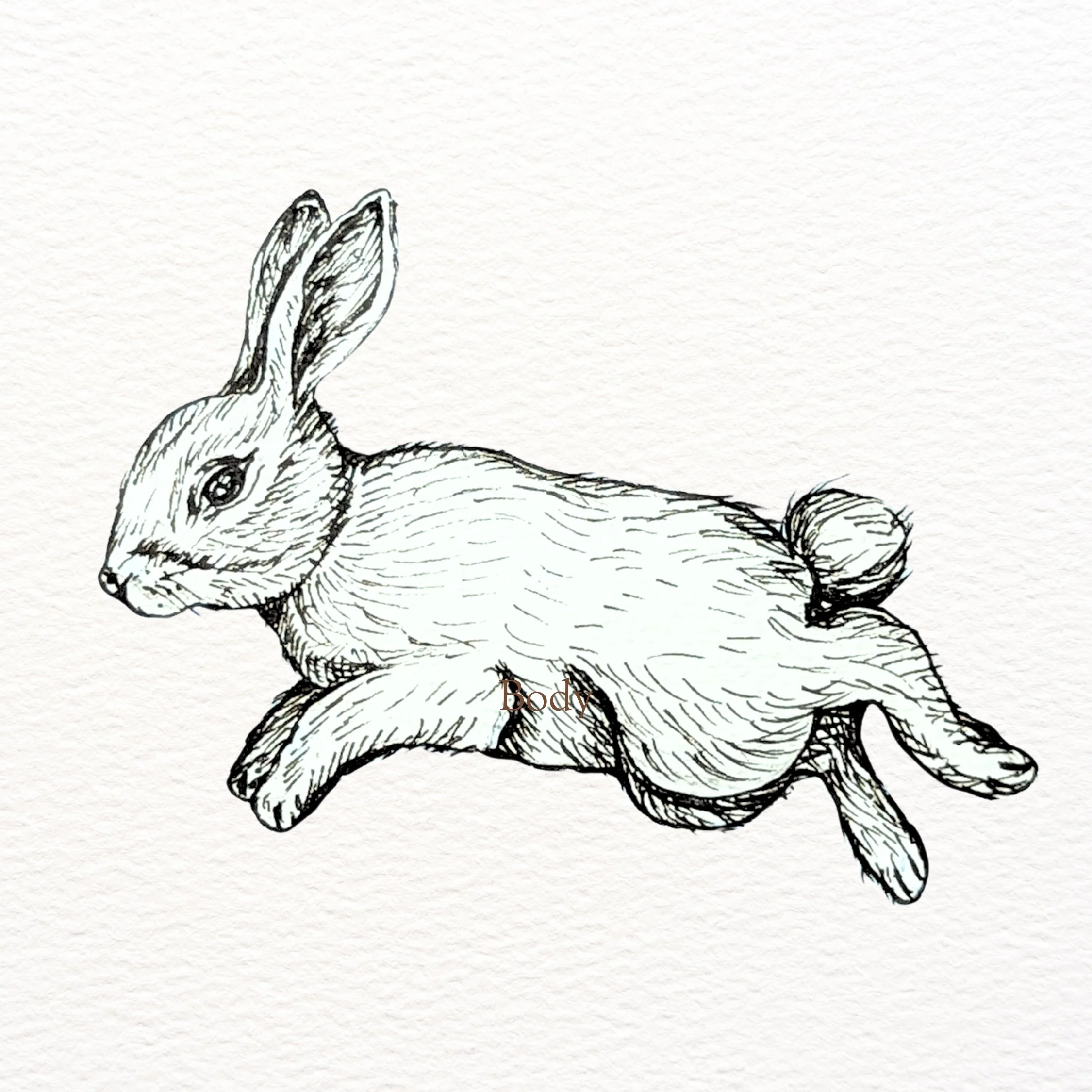 Bunny Print 5 x 5 in.jpg