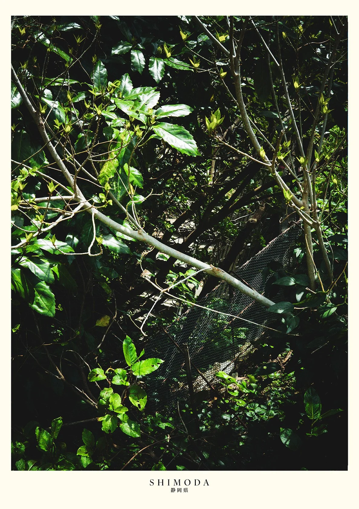 Shimoda Print.