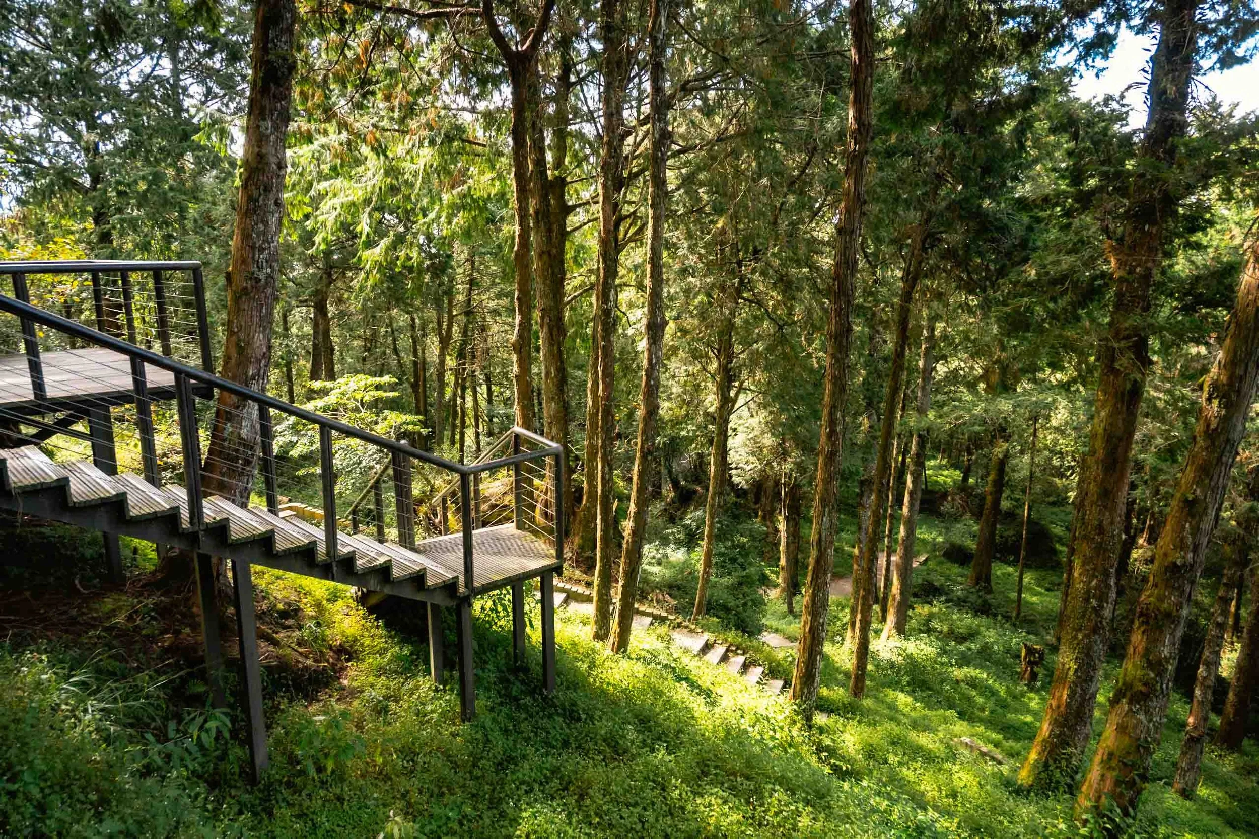 A staircase leading down a hill inside the Alishan forest which is litten up by sunshine.