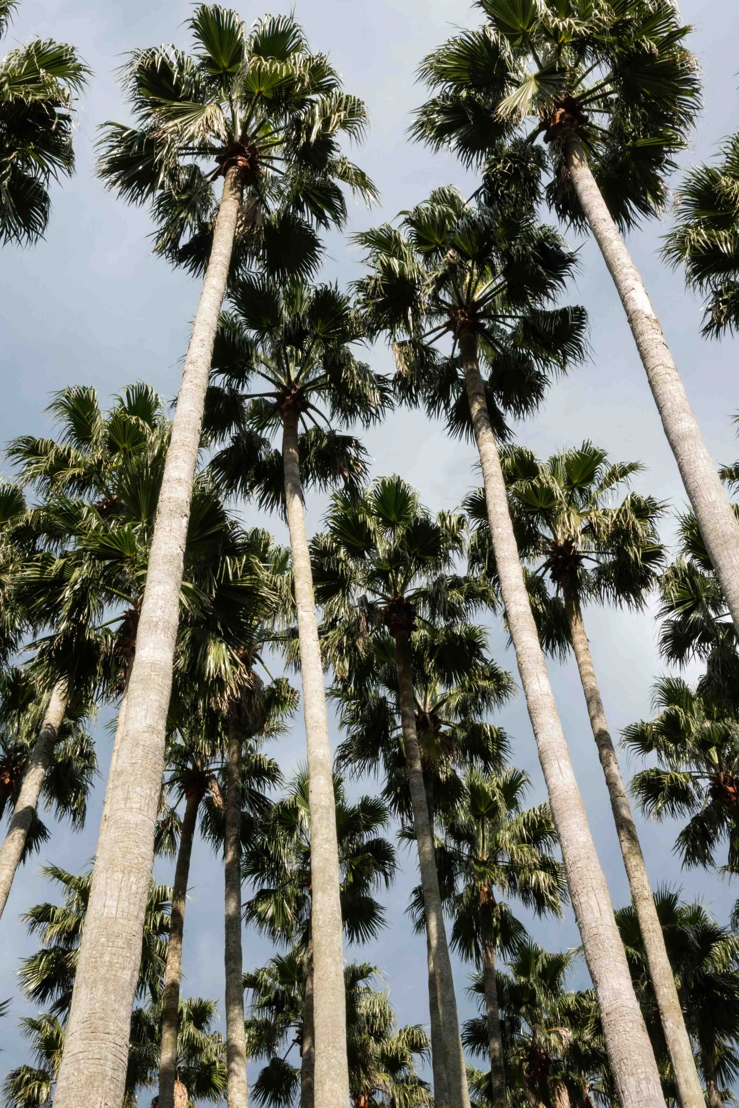  A couple of big straight green palm trees seen from below in Hallim Park, Jeju. 