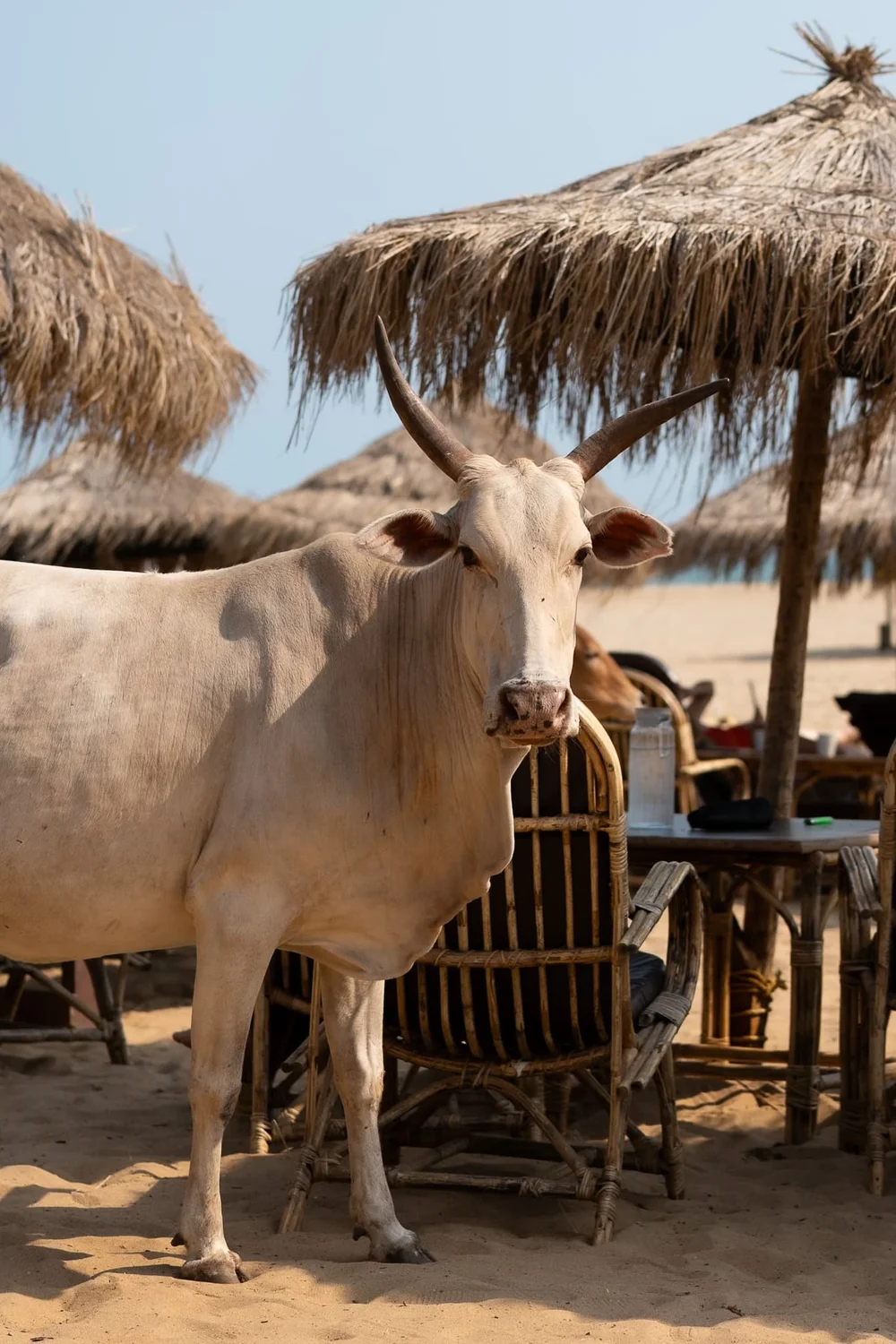 Cow at Patnem Beach