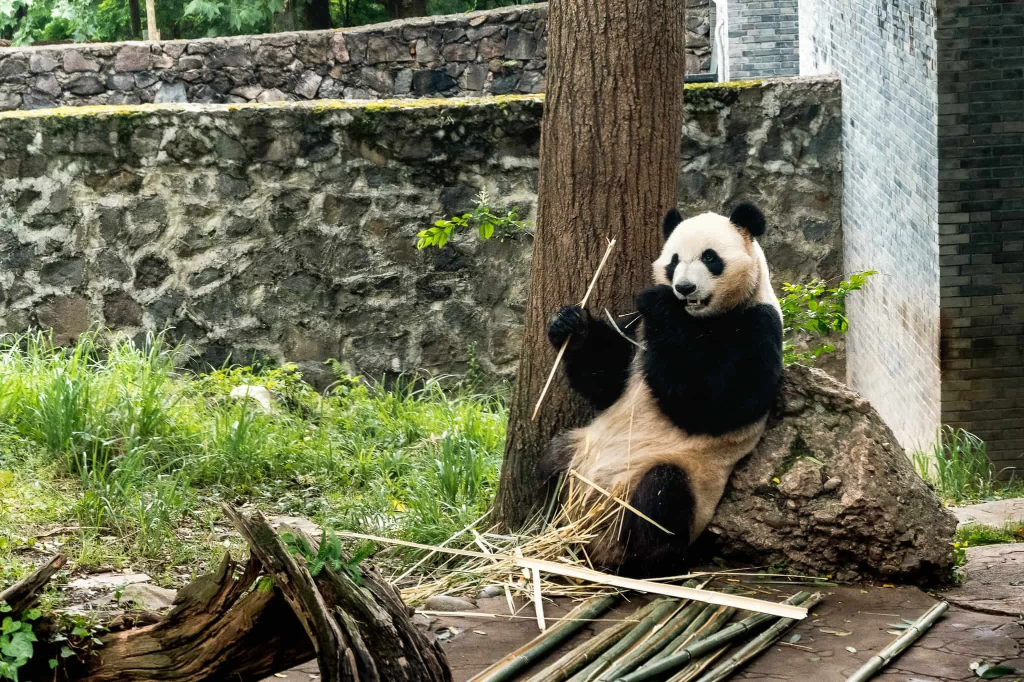 Is Dujiangyan Panda Base Volunteer Program Worth It?