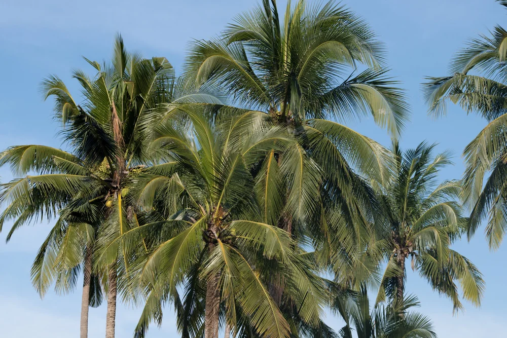 thai palms