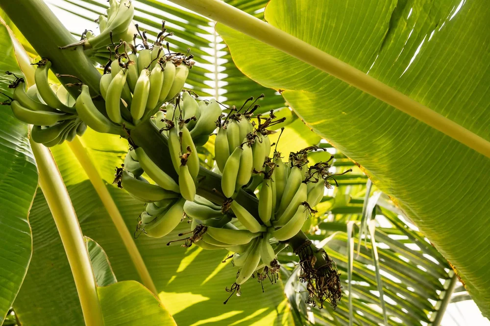 fresh green bananas