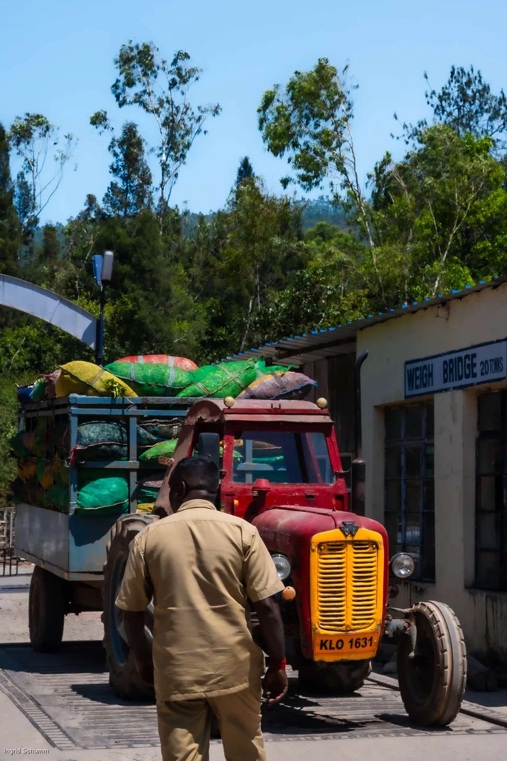 tea leaves truck worker