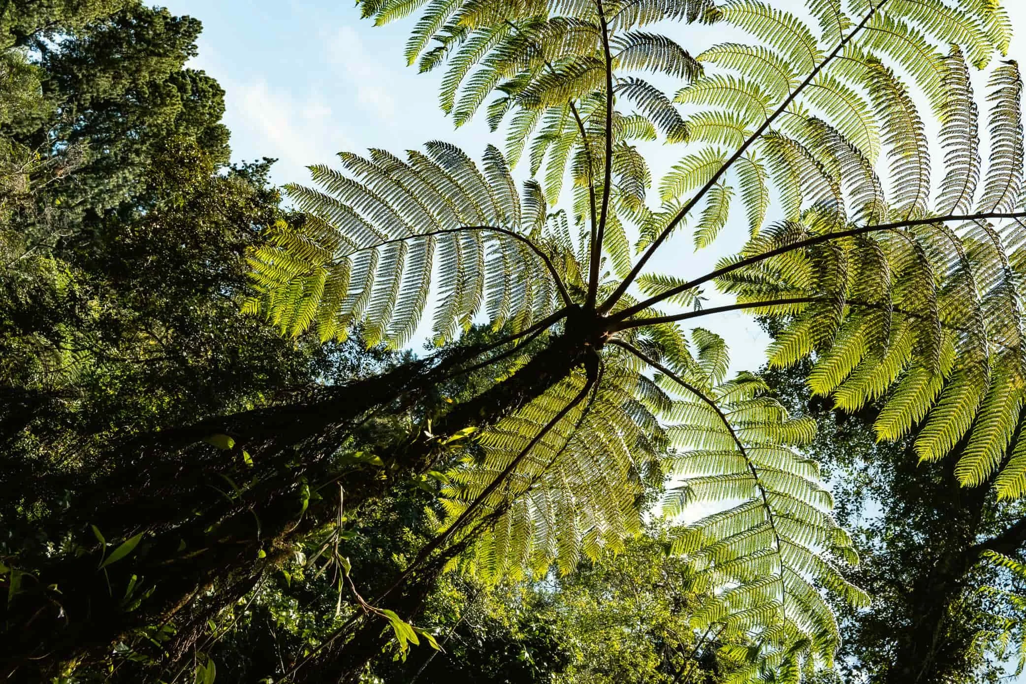 The Most Beautiful Hiking Trails in Cameron Highlands