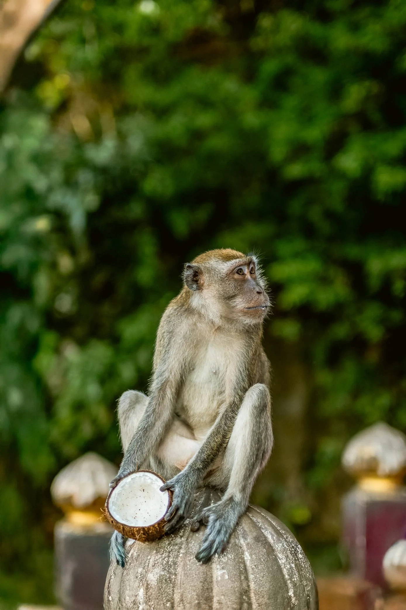 A monkey holding a half coconut puja and seating near the stairs leading to Batu Caves Murugan