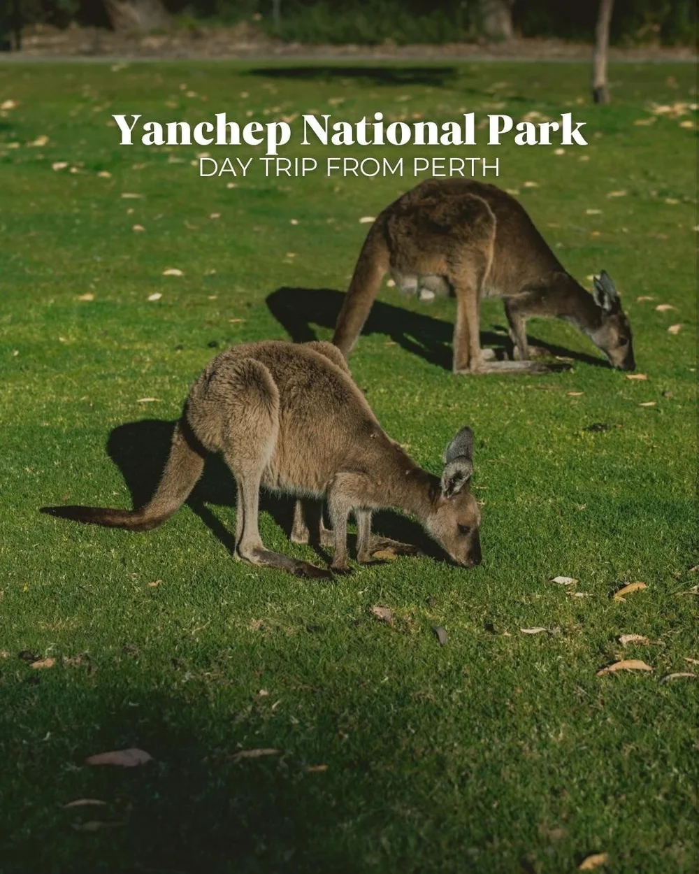 We didn&rsquo;t expect to see so many kangaroos this close to Perth. Yanchep is an easy day trip and you can reach it with public transport and a quick Uber. The kangaroos are super relaxed, and you can also see koalas and walk a few short trails. It