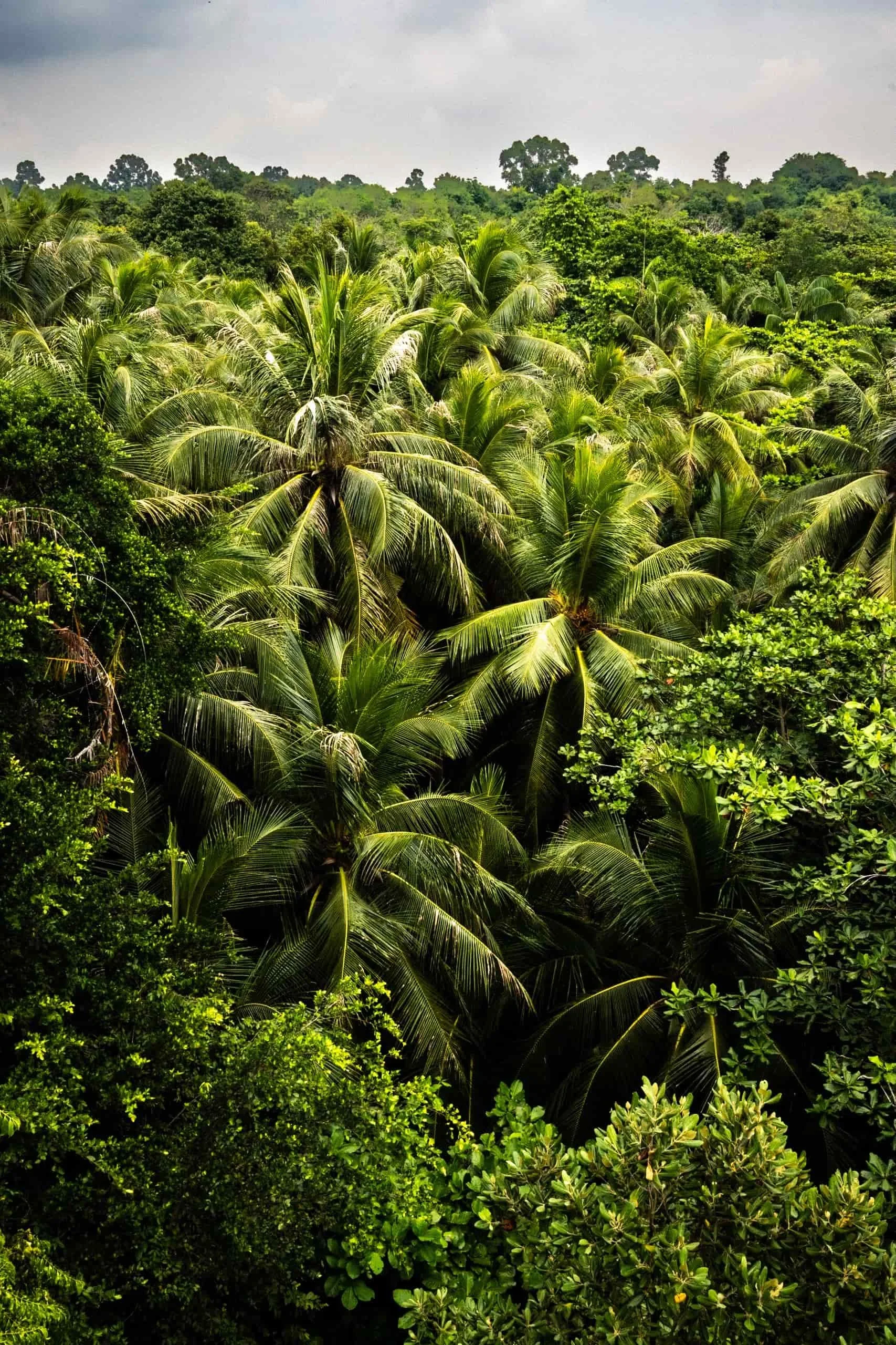 Tall coconut palms swaying over a sandy path in Pulau Ubin, Singapore