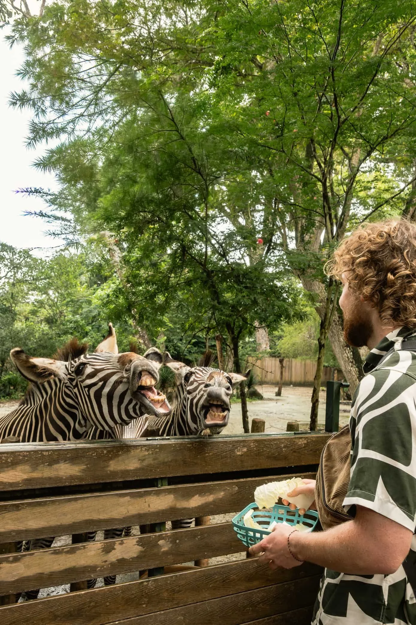 Sven from The Real Traveler feeding zebras in the Singapore zoo on day three of his itinerary.