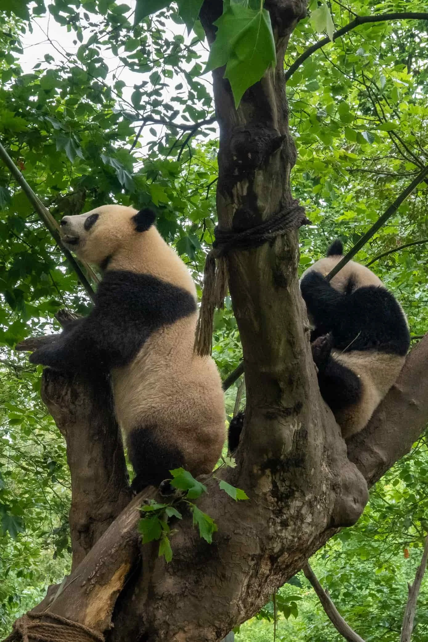 Pandas climbing trees in Dujiangyan Panda Base.