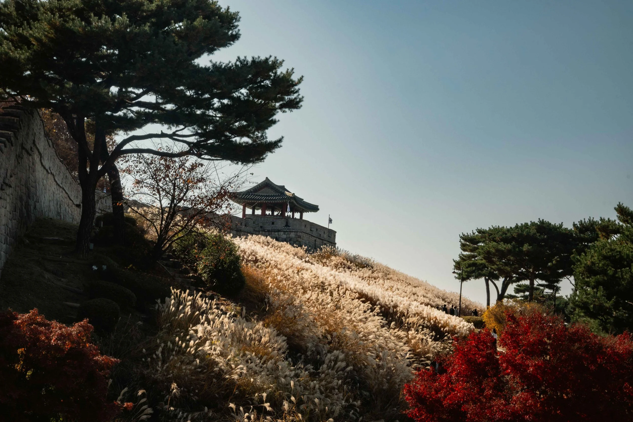 Stone wall and traditional korean style lookout of the Hwaseong frotress with green trees, red bushes and silver grass during autumn.