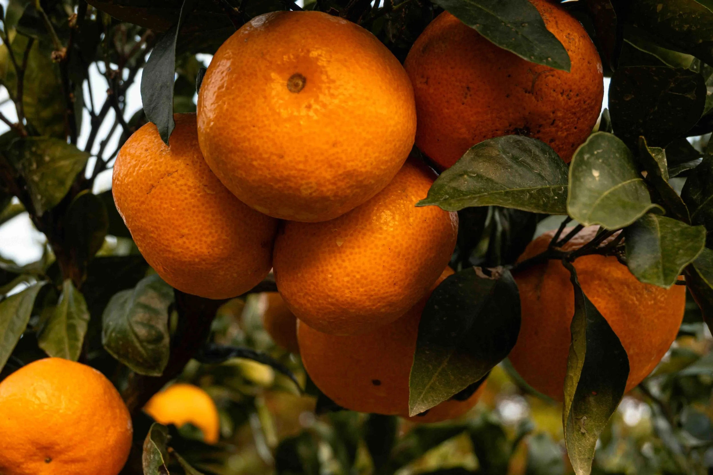 A close-up shot of bright orange hallabong oranges in Jeju Island hanging on a tree.