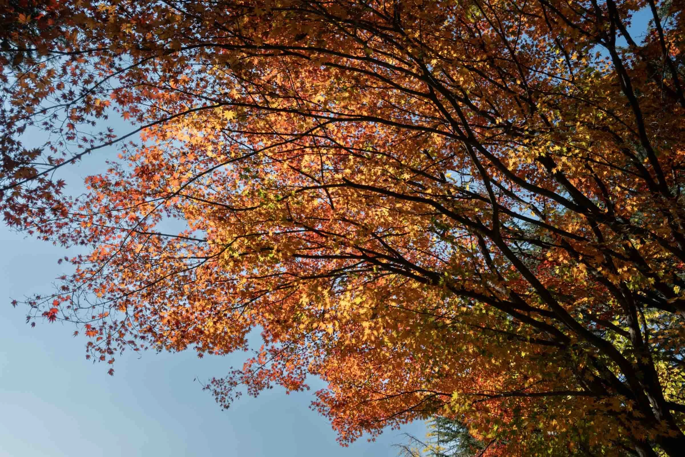 Colorful tree with autumn foliage in Gyeongju.