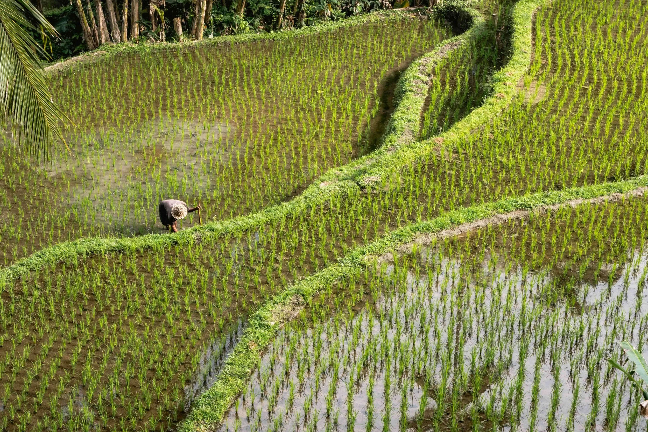 An indonesian farmer working in a flooded rice paddy in Ubud.