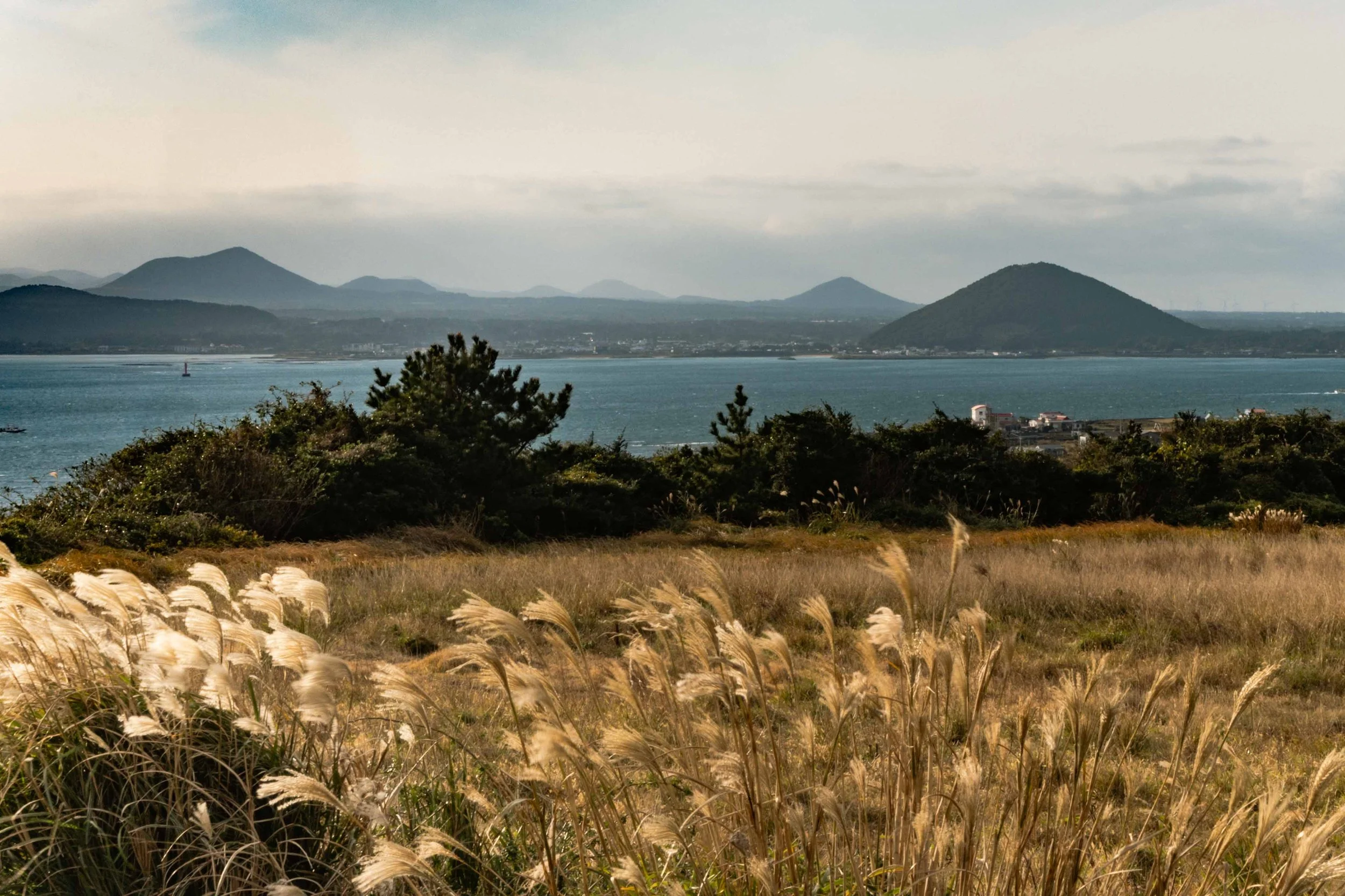 Pampas grass on Udo Island with a view of the volcanoes of Jeju Island in the background.