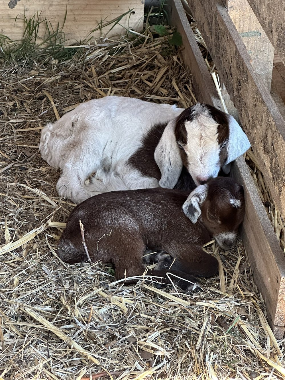 GOATFORCE
