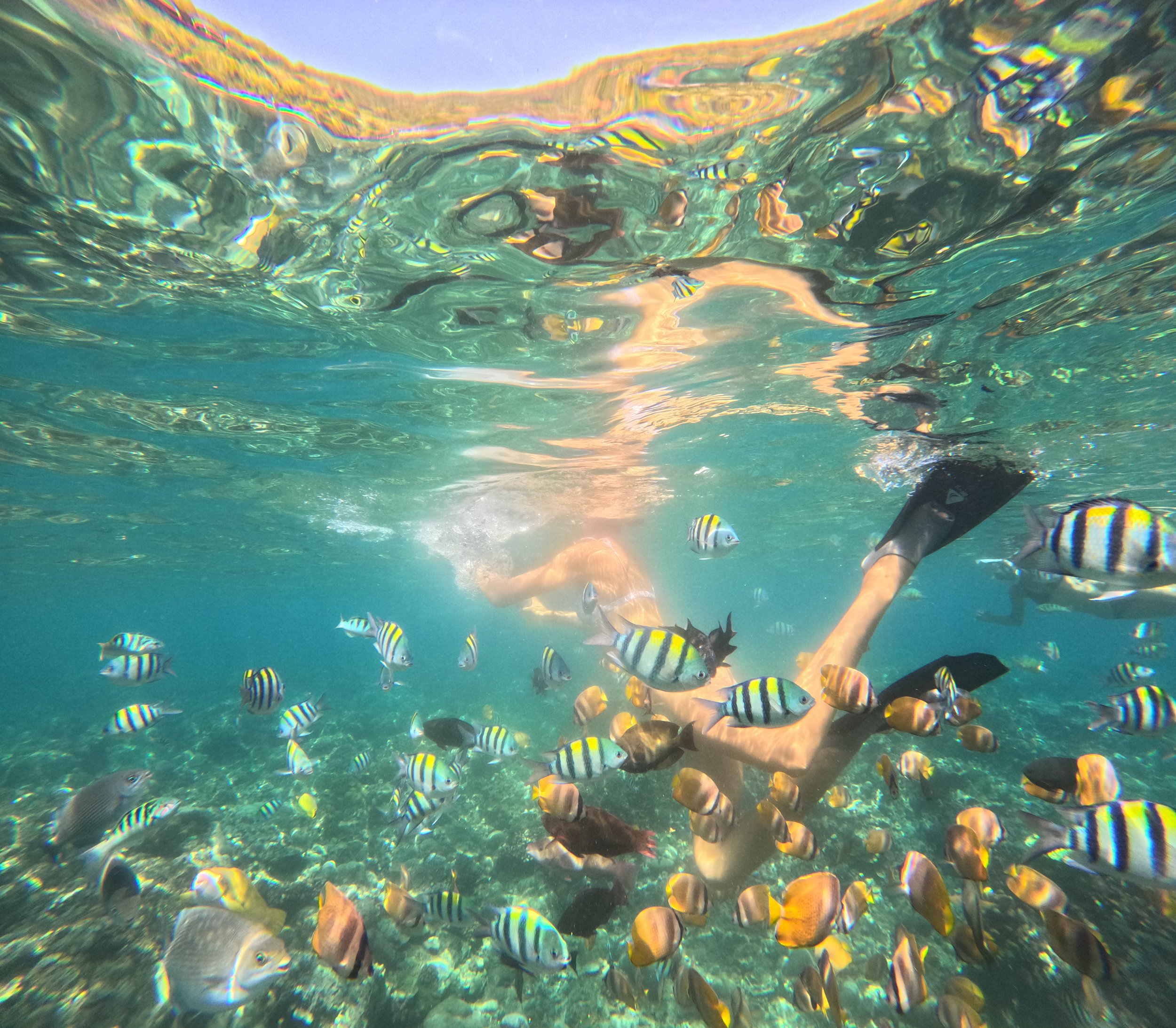 amed-coral-reef-fish.JPG
