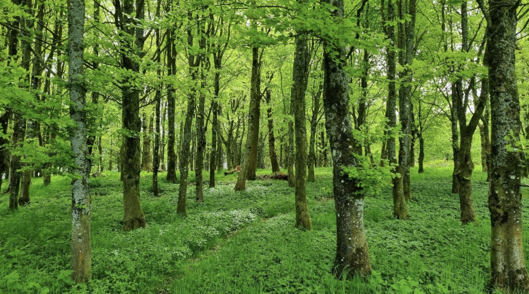 Forest Bathing.png