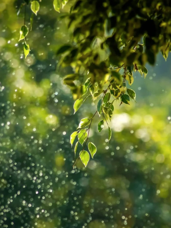 What Is Biophilic Design?