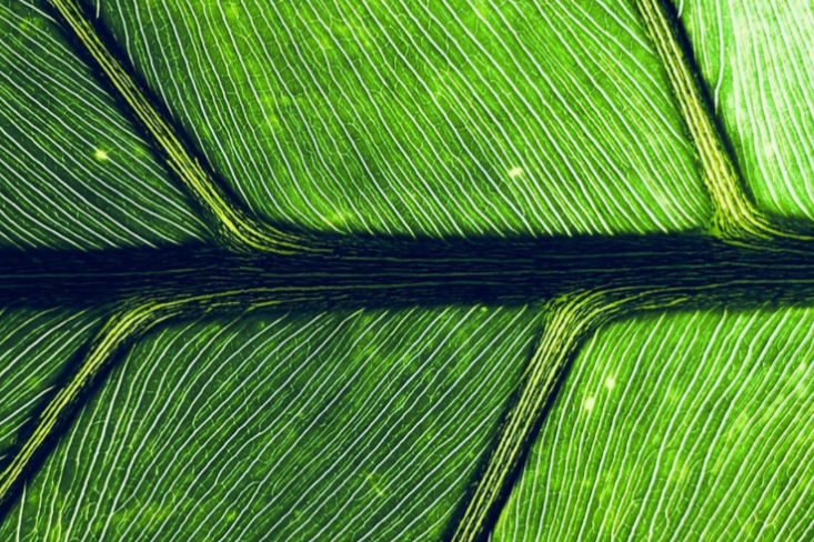 The Principles of Biophilic Design