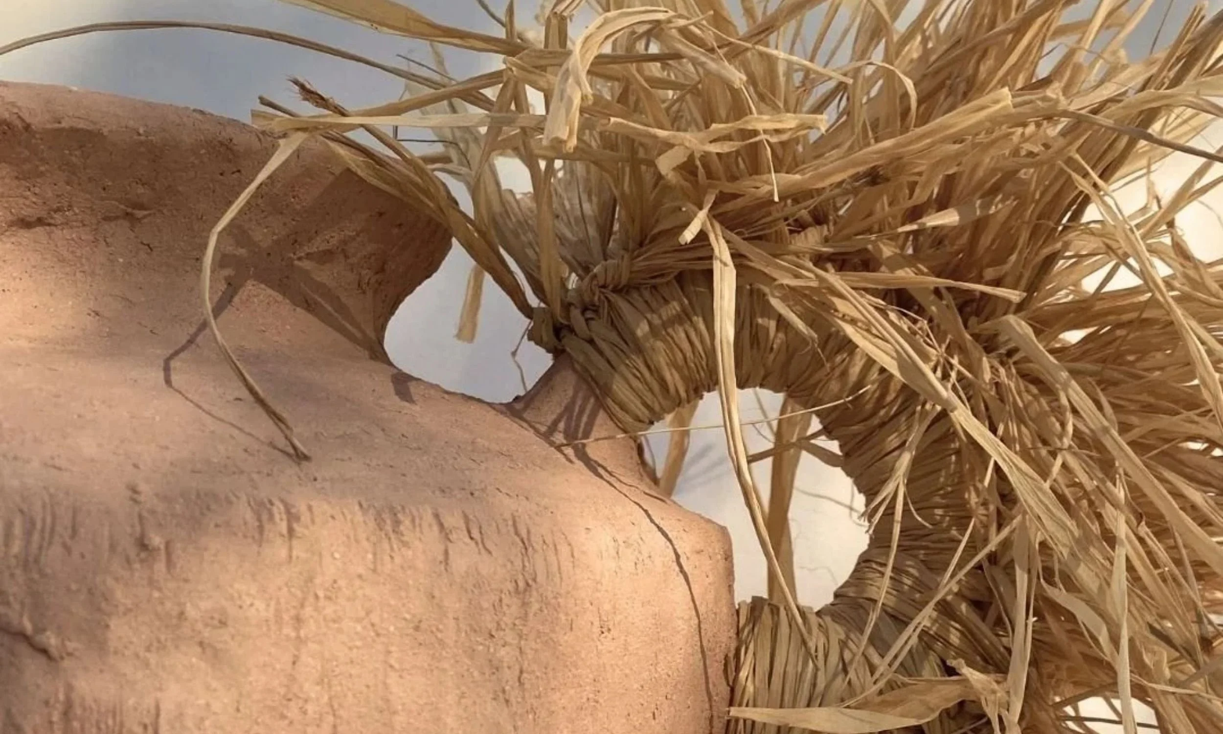 Close-up of a corn stalk with dried leaves and husk attached, set against a beige wall.