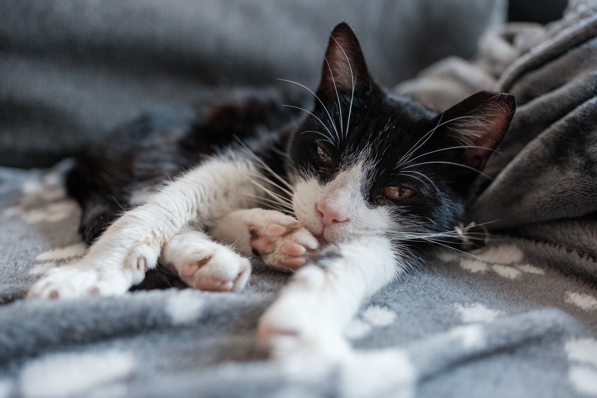 A black and white cat lying on a gray fabric surface, looking at the camera with relaxed eyes and pawing at its own face.